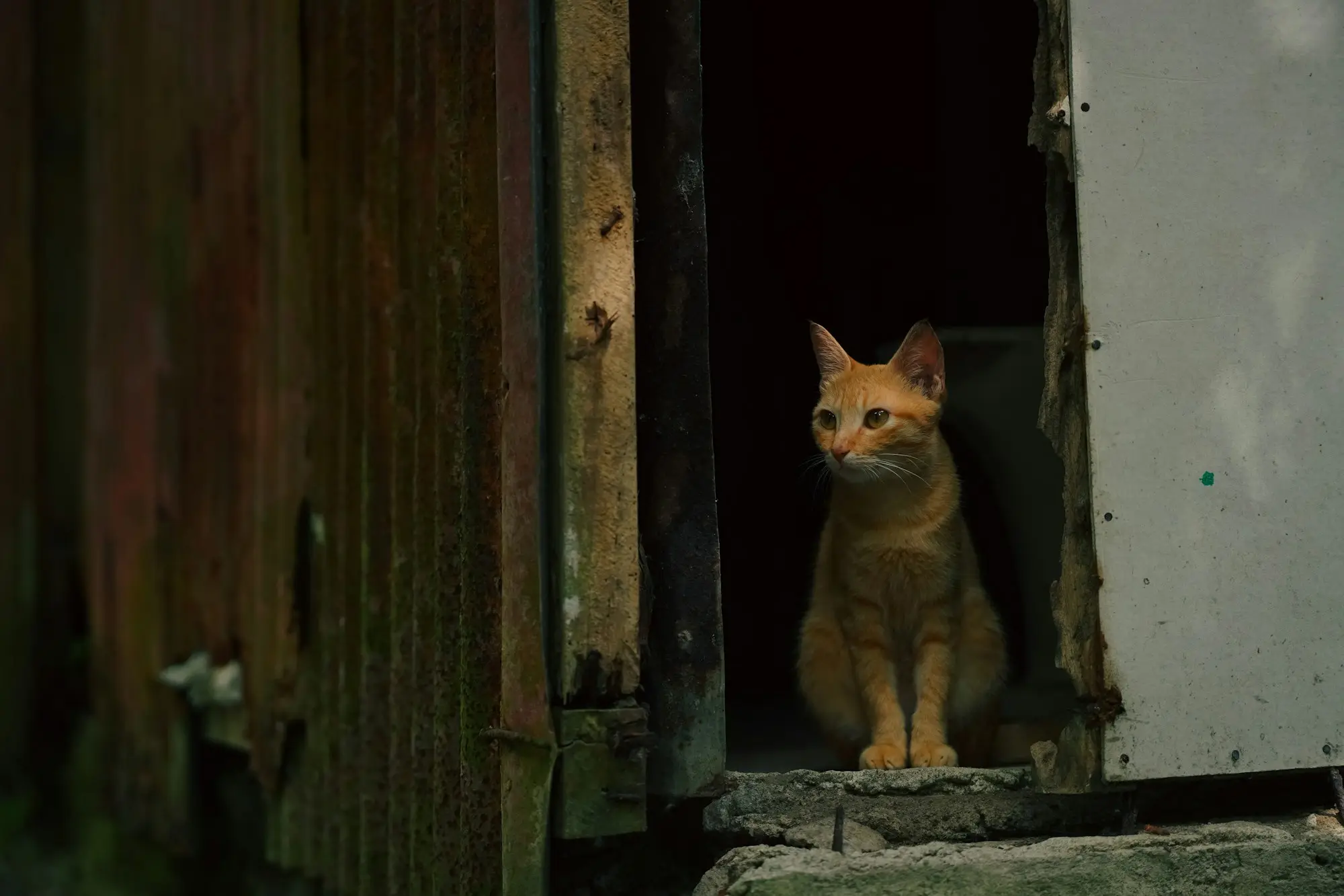 An orange cat sitting in the doorway of an old wooden barn