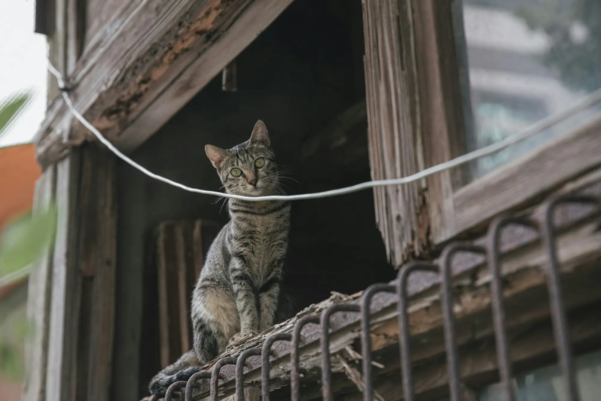 A tabby cat sitting in the window of an old wooden barn