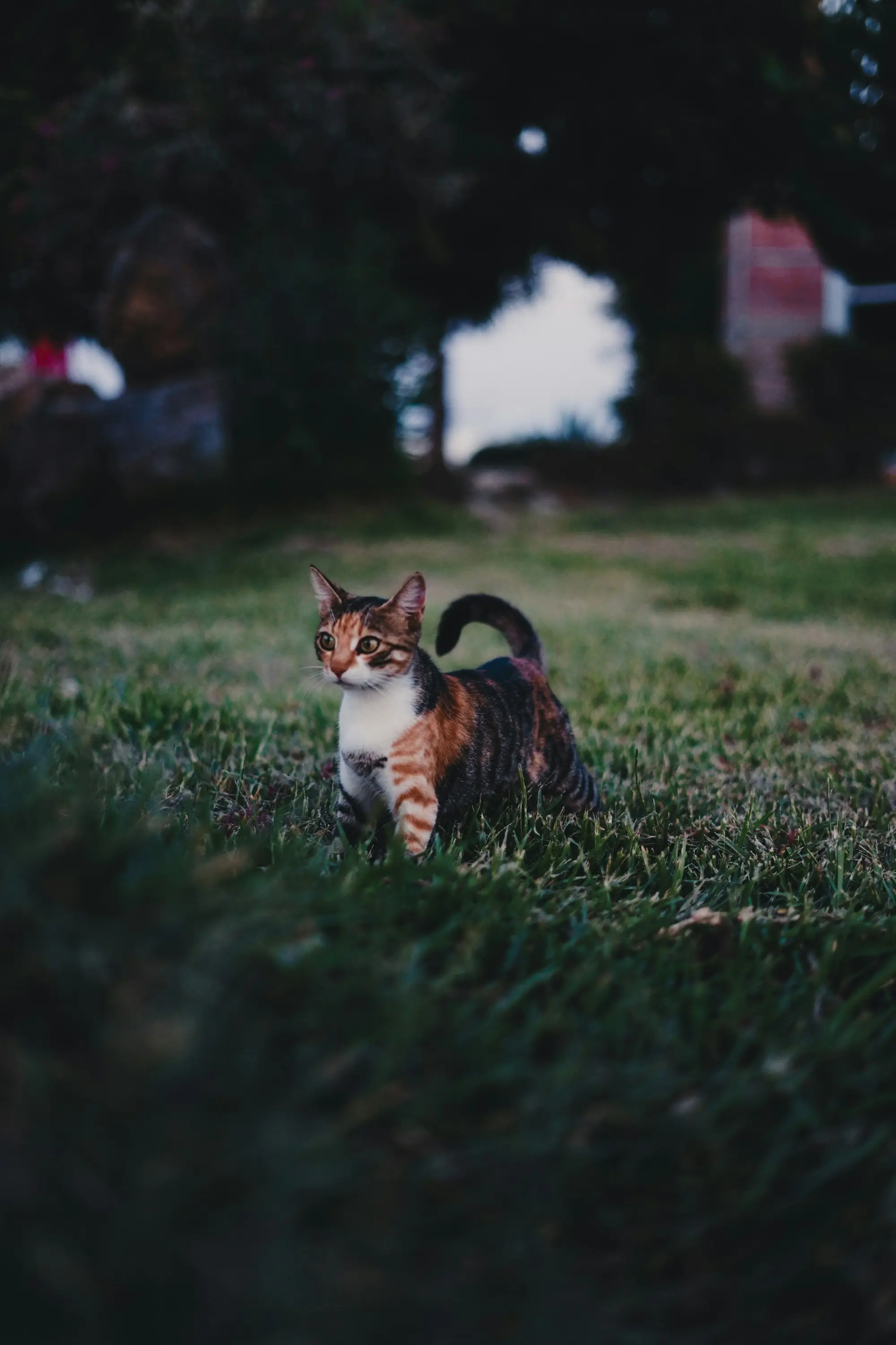 A calico cat walking across a lawn at dusk
