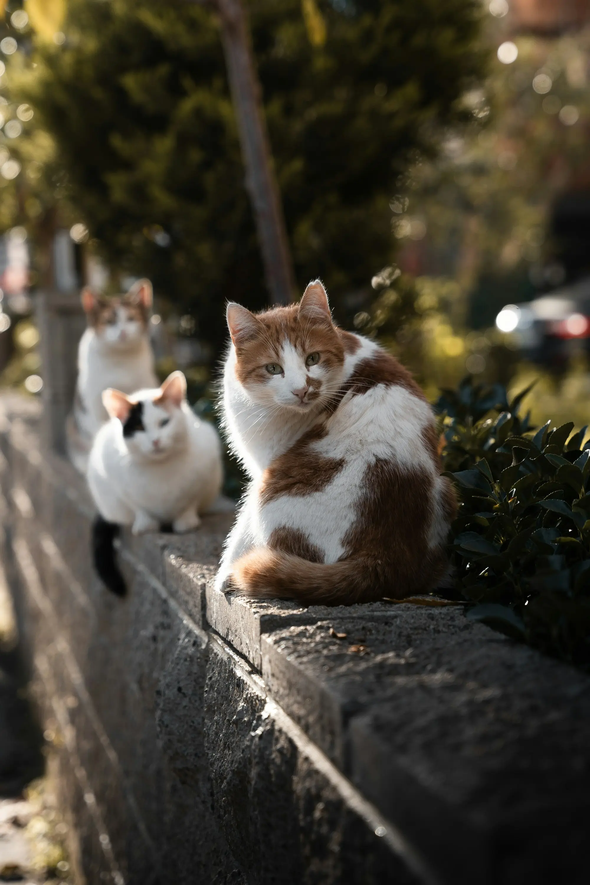 Several cats resting together along a low stone wall in a garden