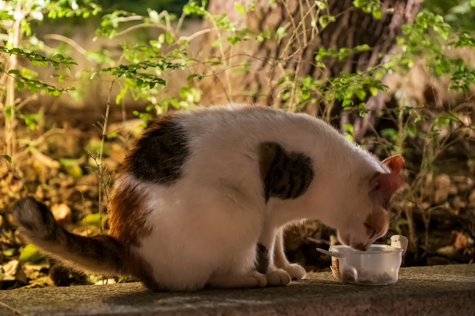 A white-and-brown cat eating from a dish outdoors in the evening