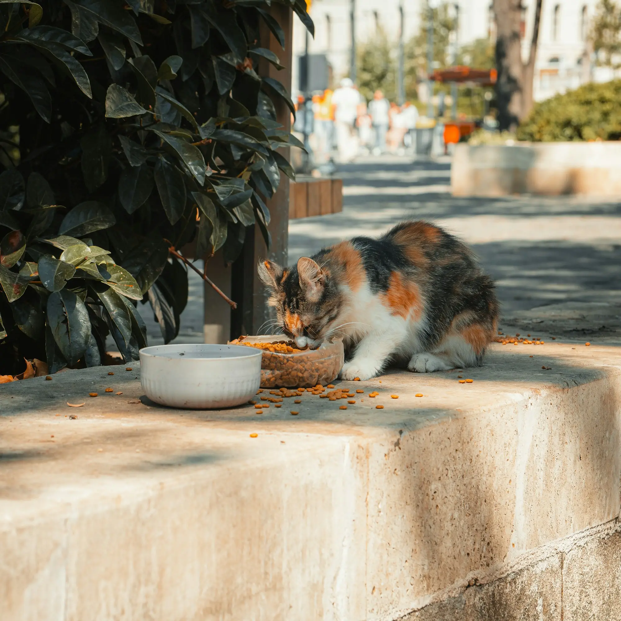 A calico cat eating from a bowl set out on a low wall outdoors