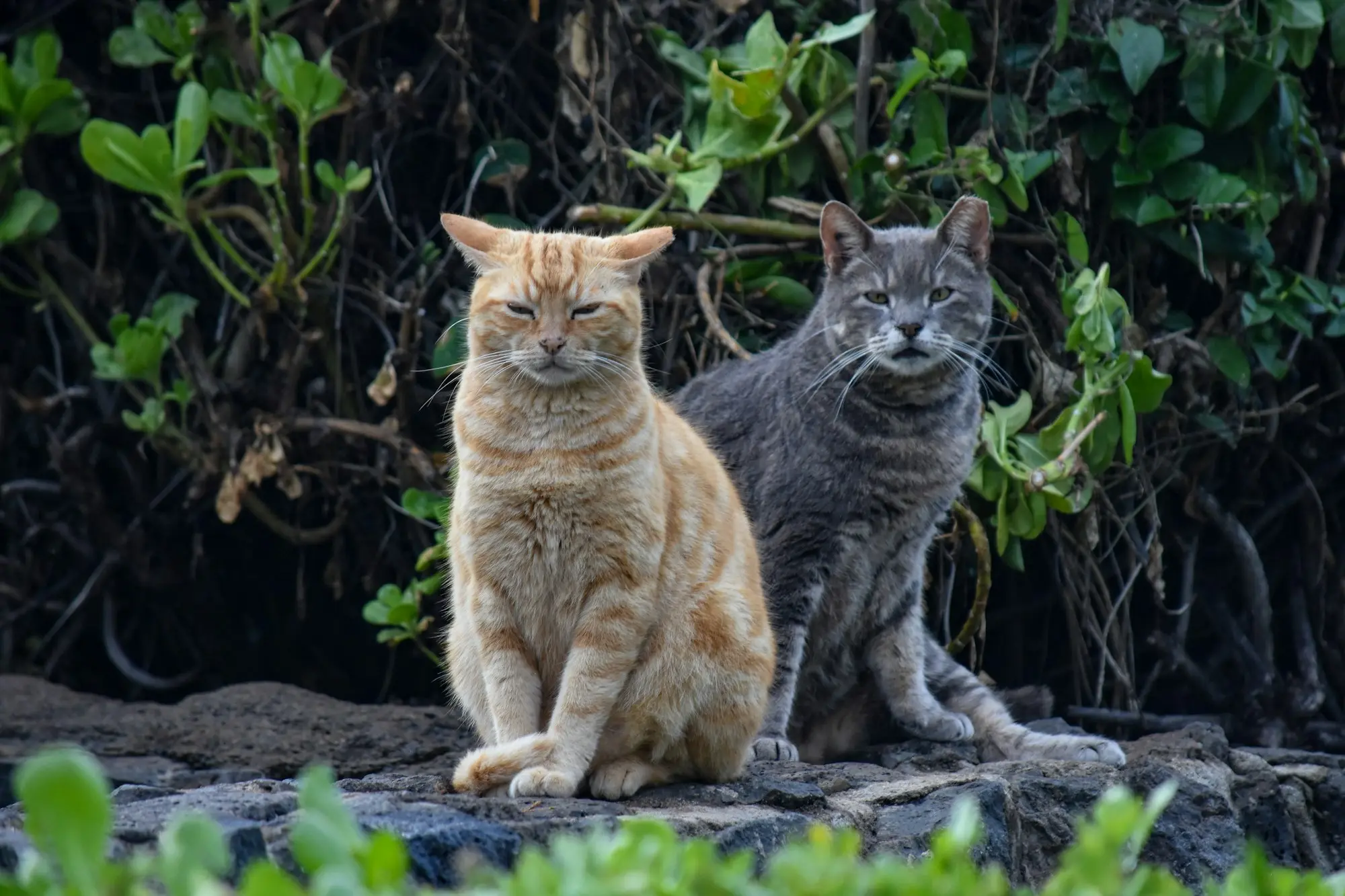 An orange cat and a gray cat sitting side by side among garden plants