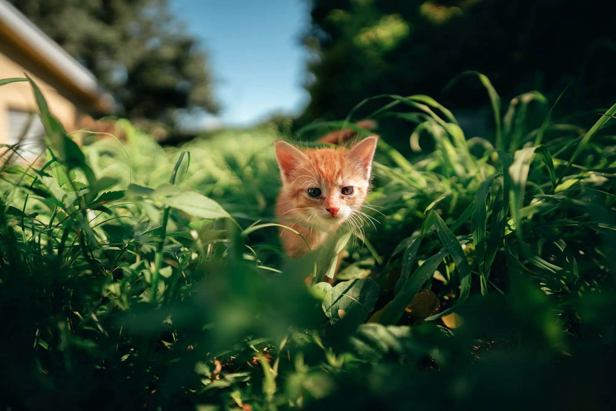 An orange tabby kitten peering out from tall green grass