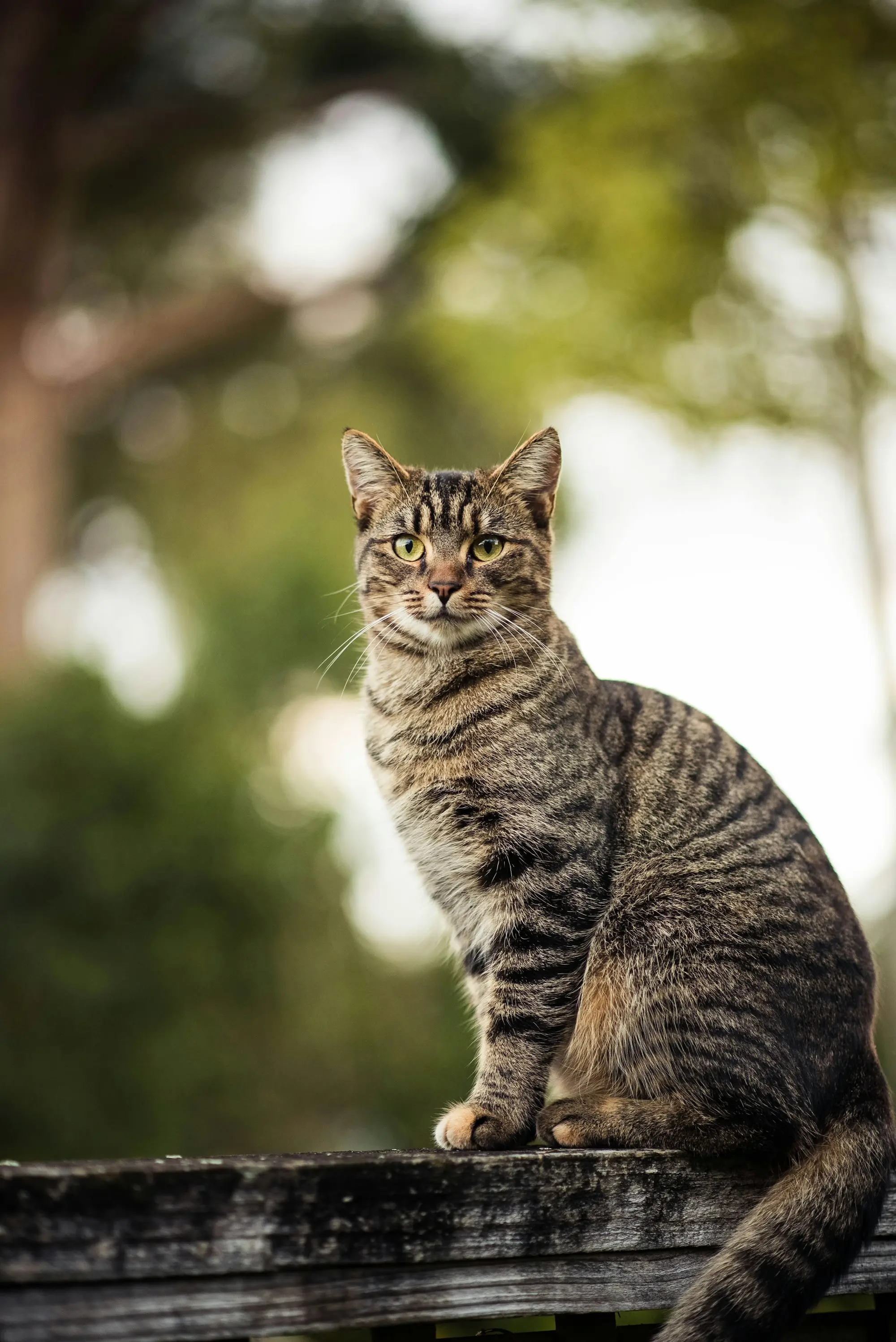 A brown tabby cat sitting on a weathered wooden beam outdoors, looking calmly at the camera