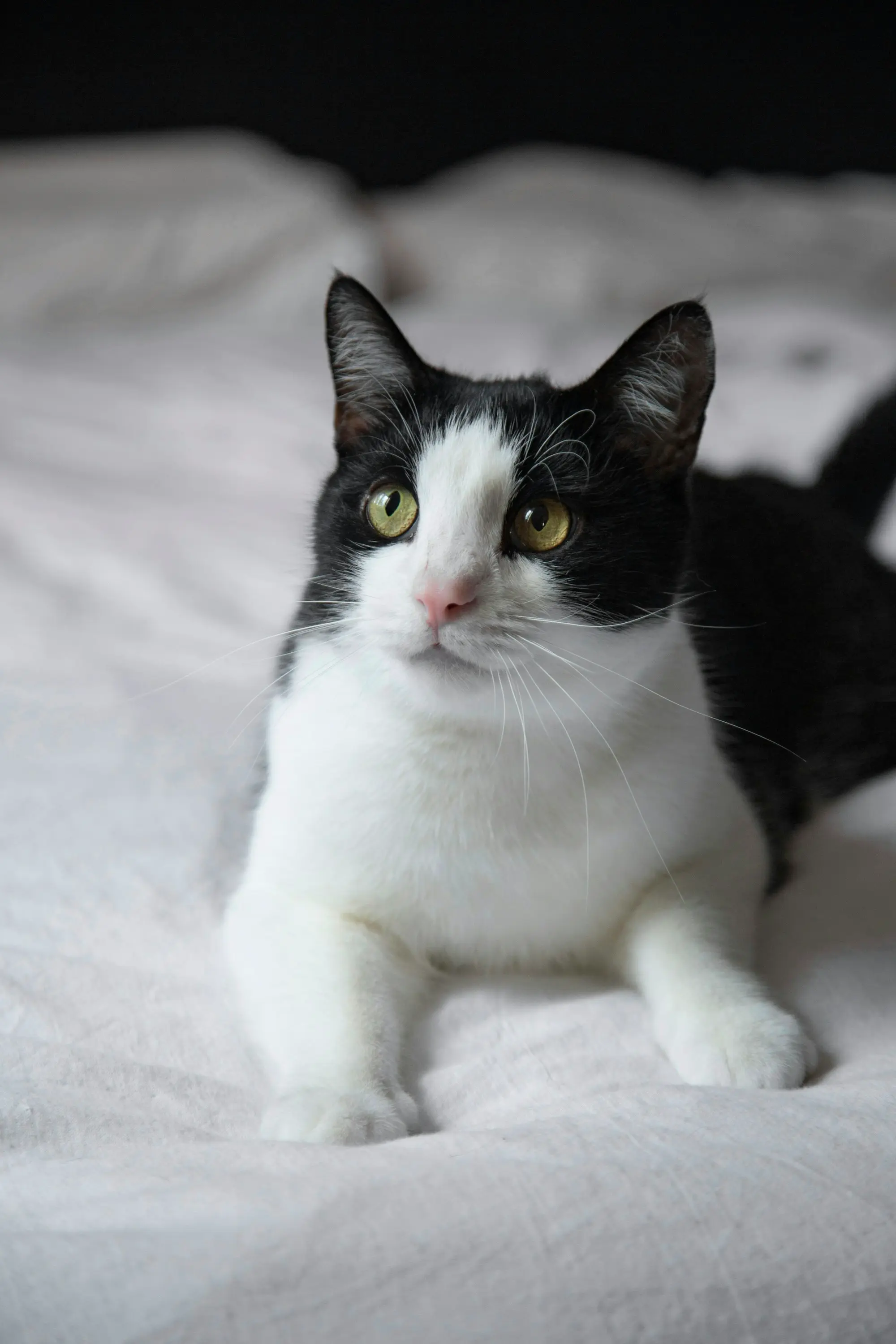 A black-and-white tuxedo cat lounging on a soft white bed