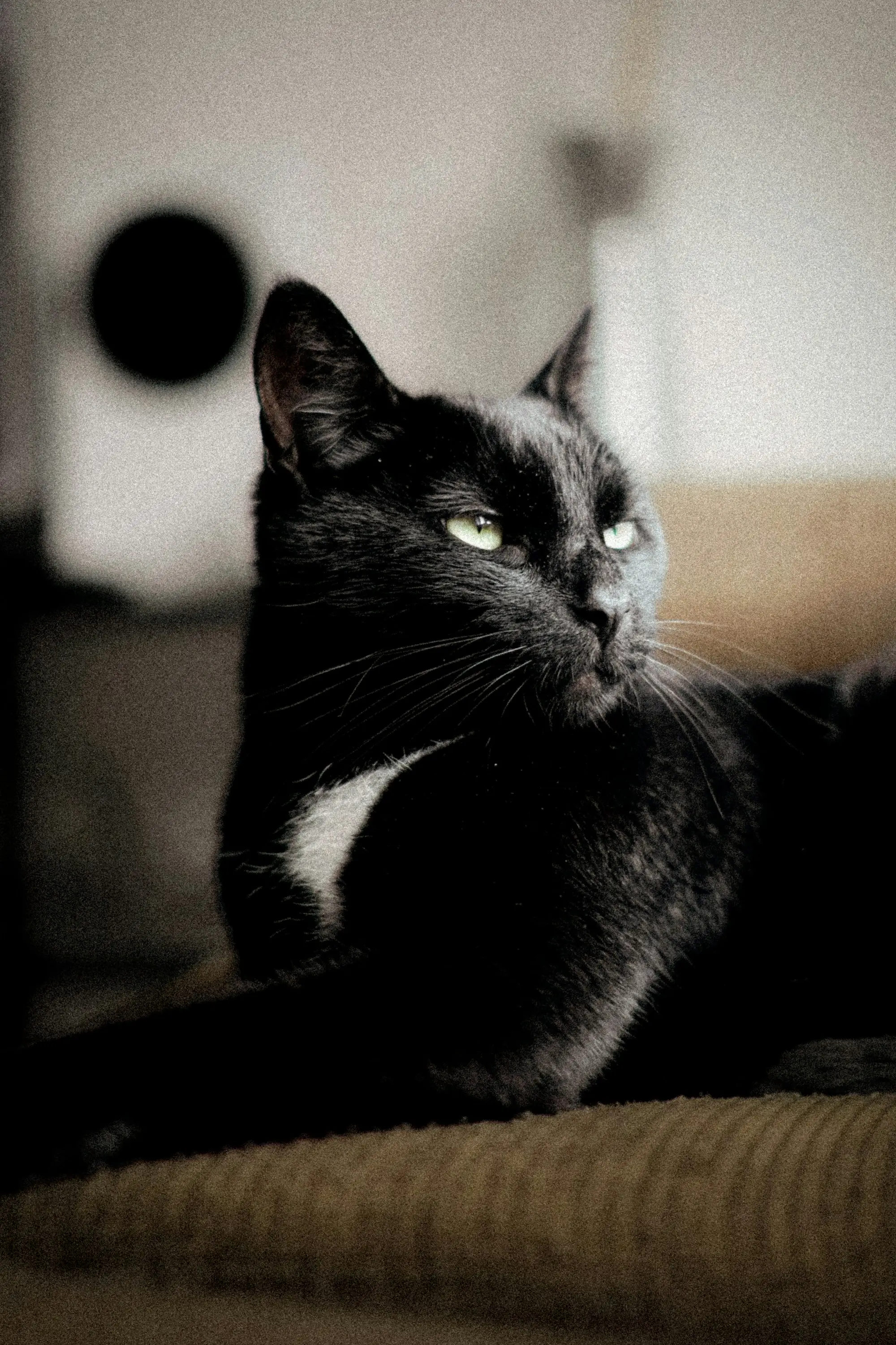 A black cat with a white chest patch resting in warm evening light