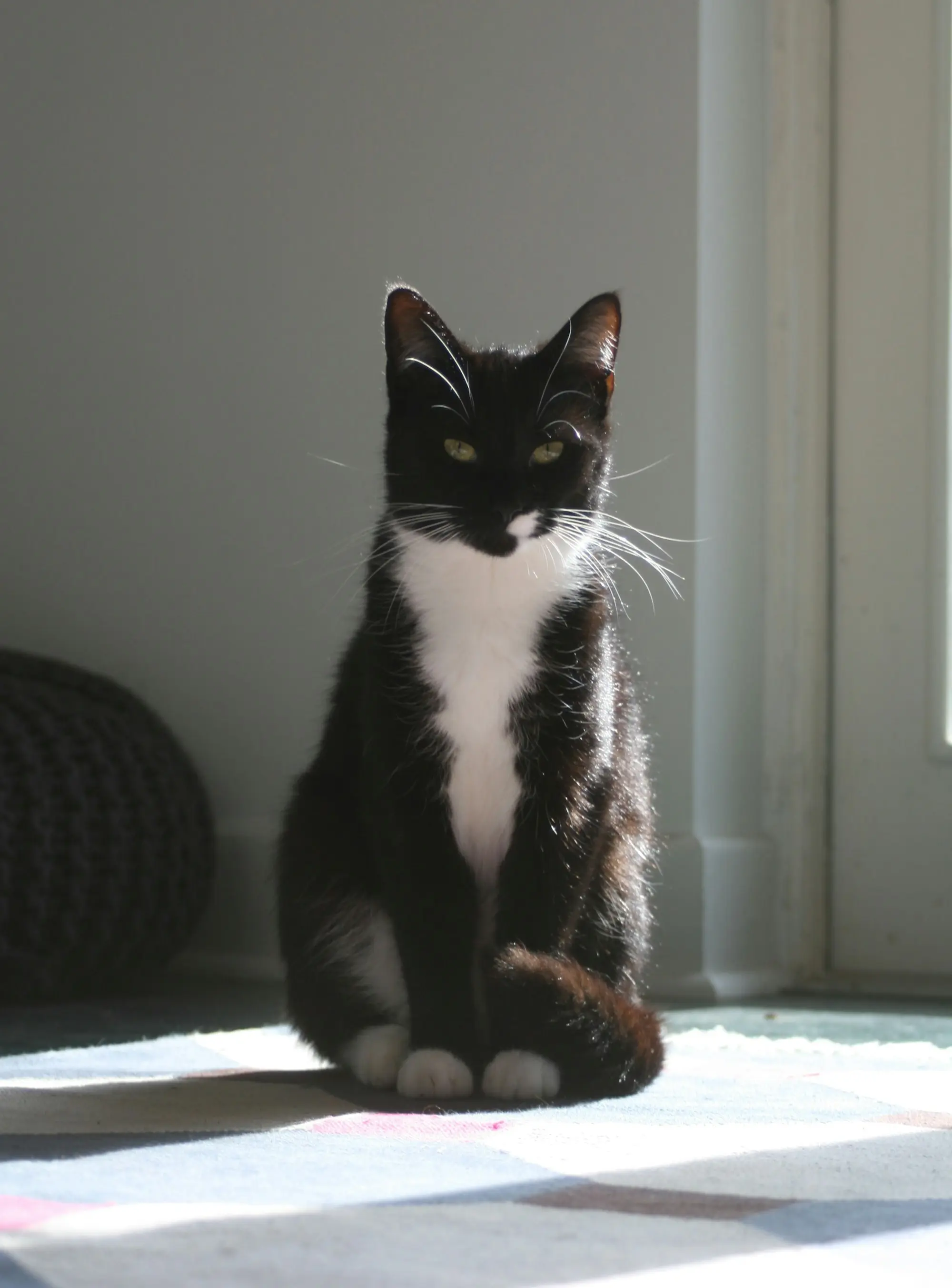 A tuxedo cat sitting upright in a sunny doorway