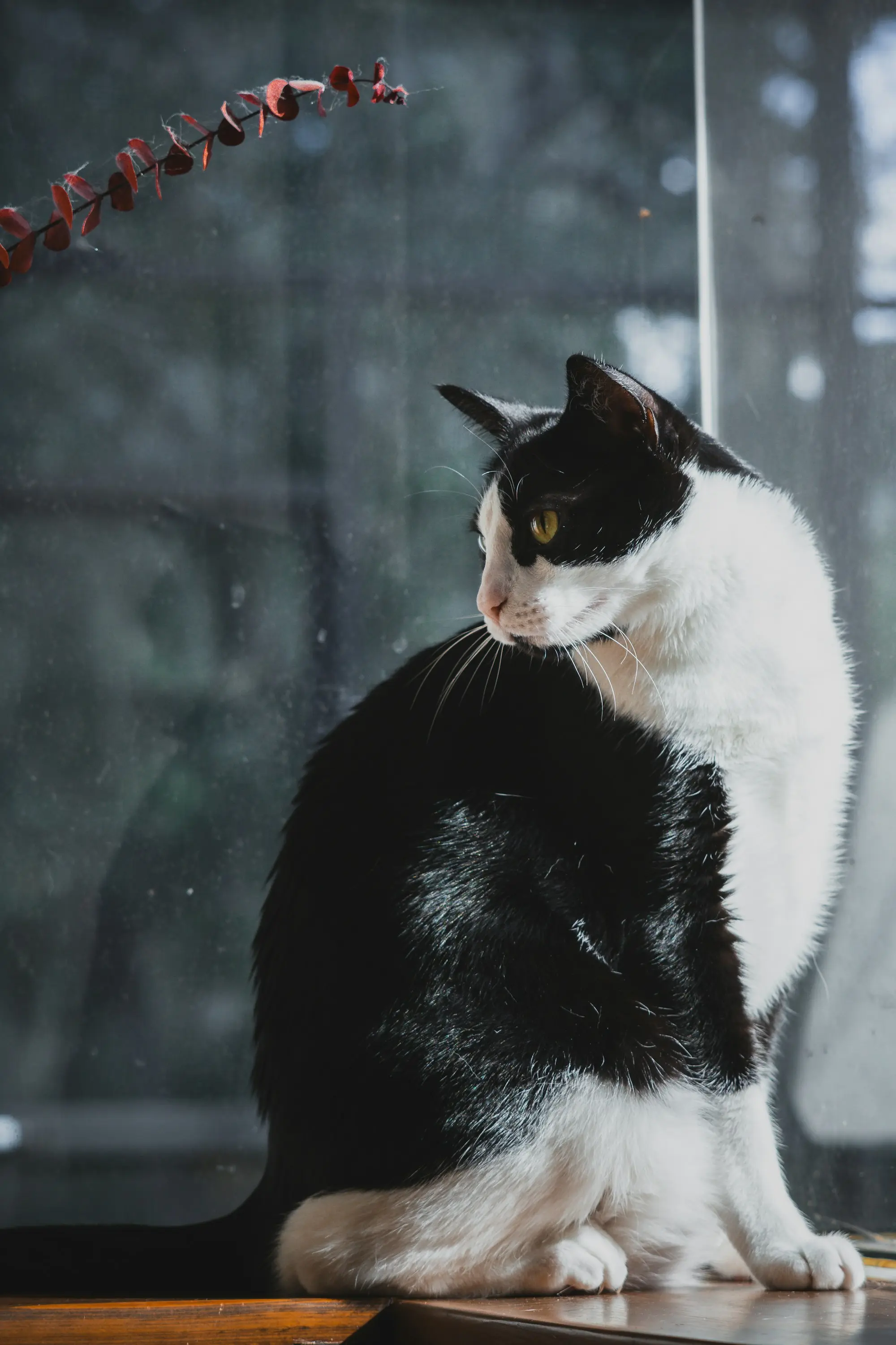 A black-and-white cat on a windowsill looking back over its shoulder
