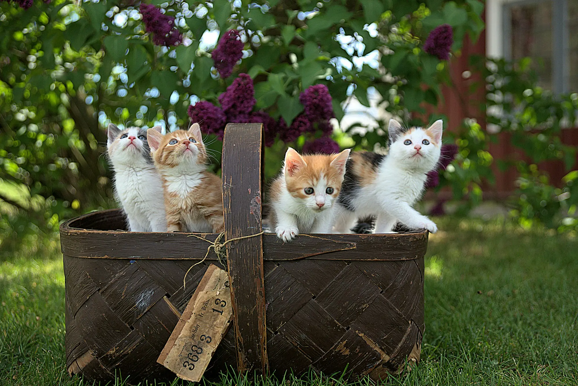 Four kittens peeking out of a woven basket in a garden