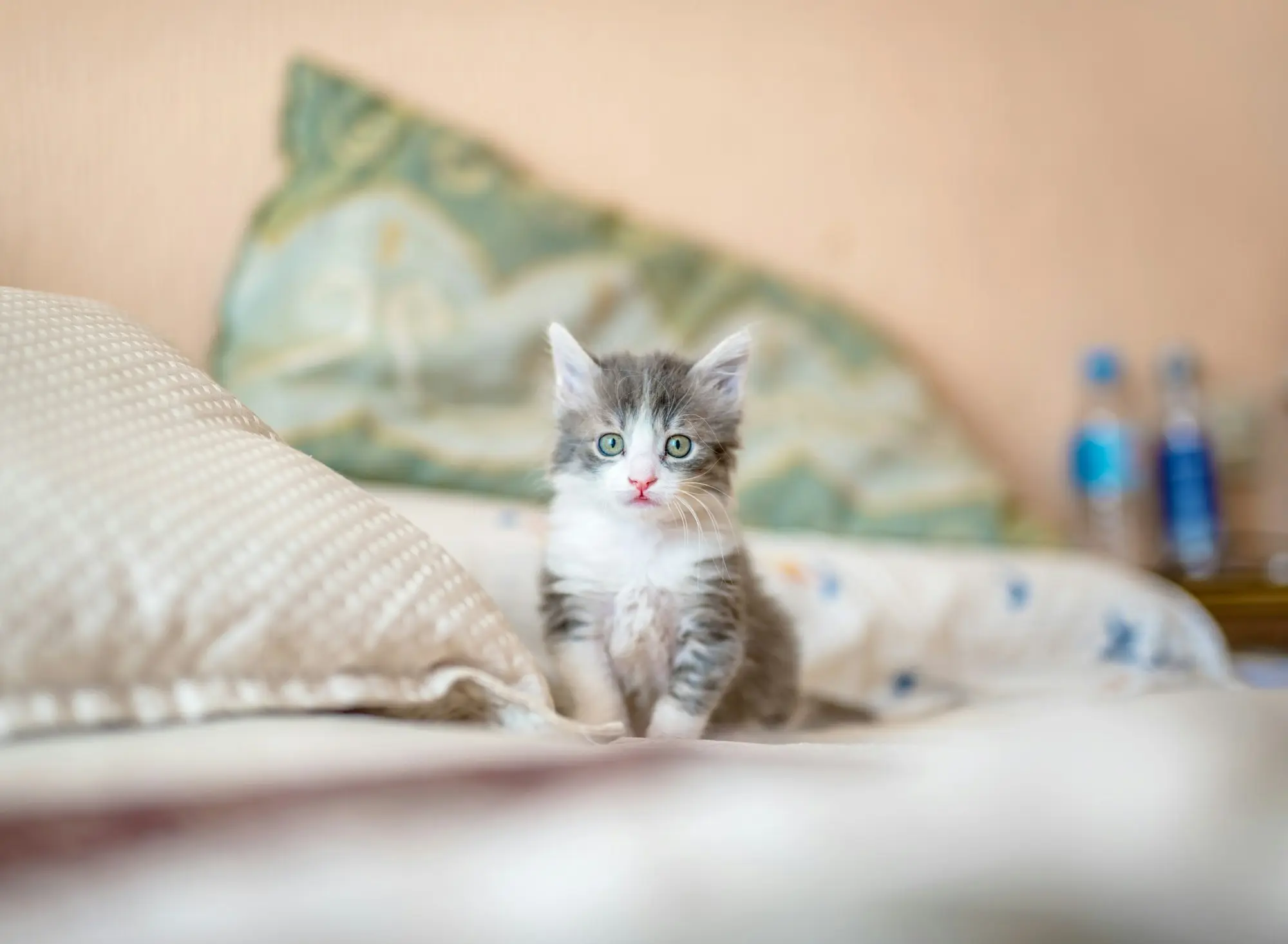 A small gray-and-white kitten sitting on a soft bed, looking at the camera
