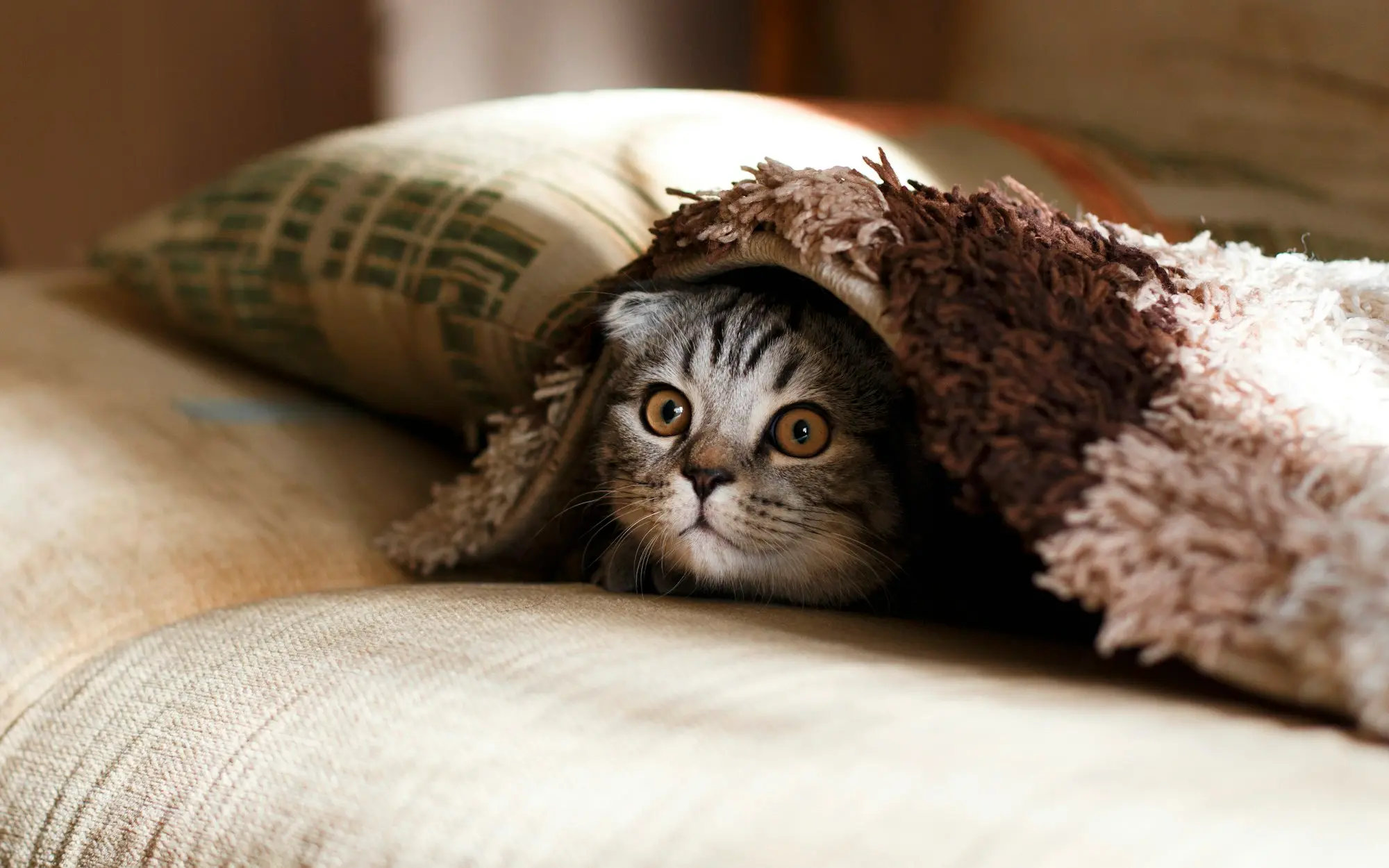 A tabby kitten peeking out from under a soft brown blanket