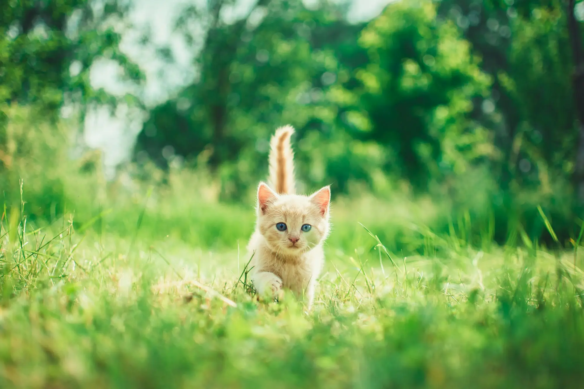 An orange tabby kitten trotting through tall summer grass