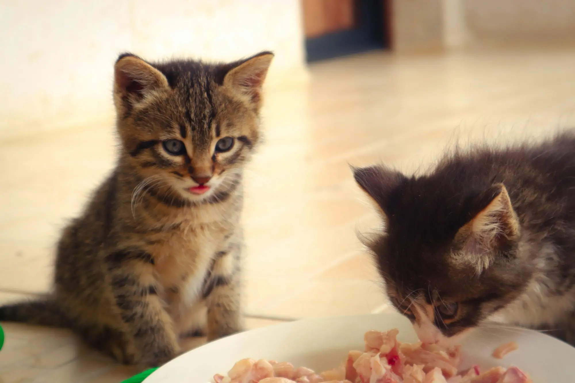 Two tabby kittens eating together from a white bowl