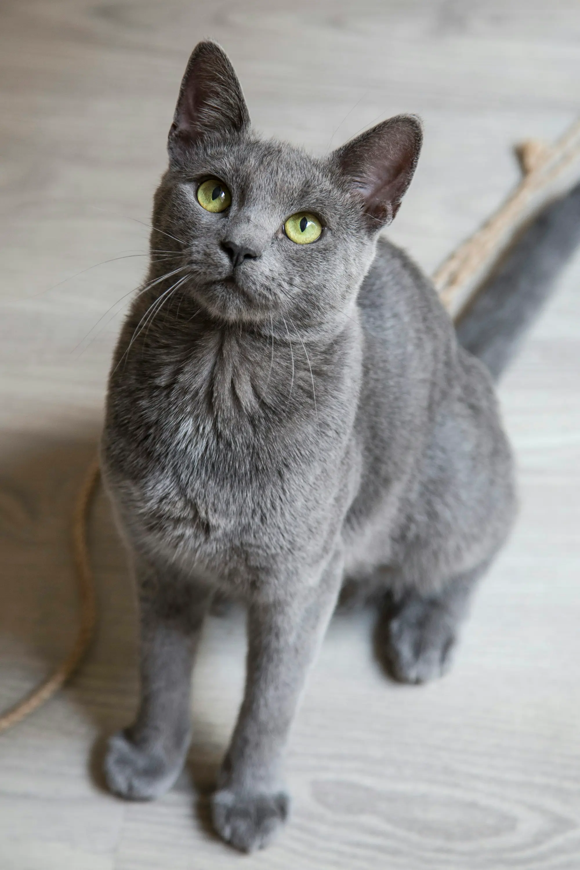A sleek gray cat with green eyes sitting on a pale wooden floor and looking up