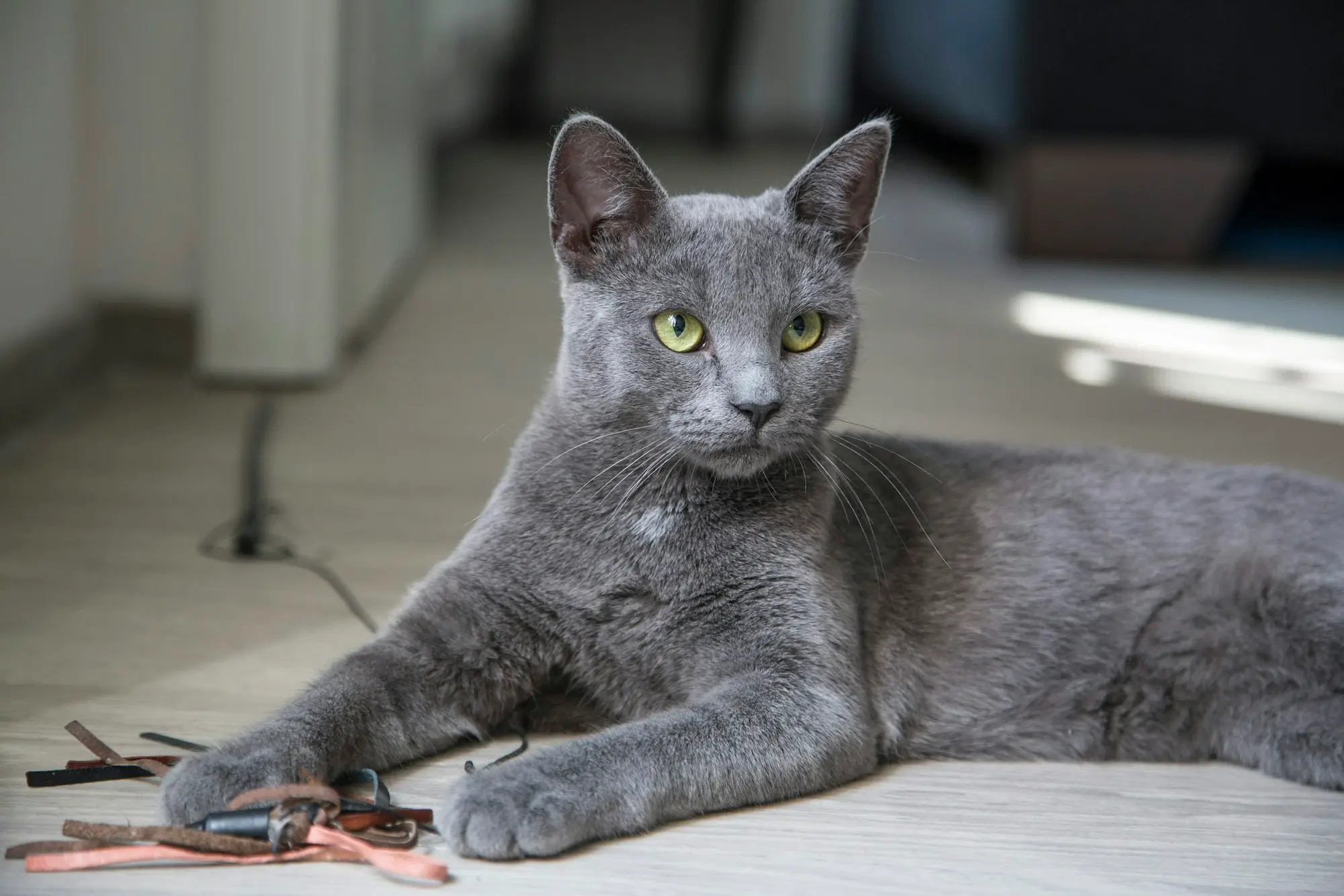 A gray cat stretched out on a table with her paws in front of her