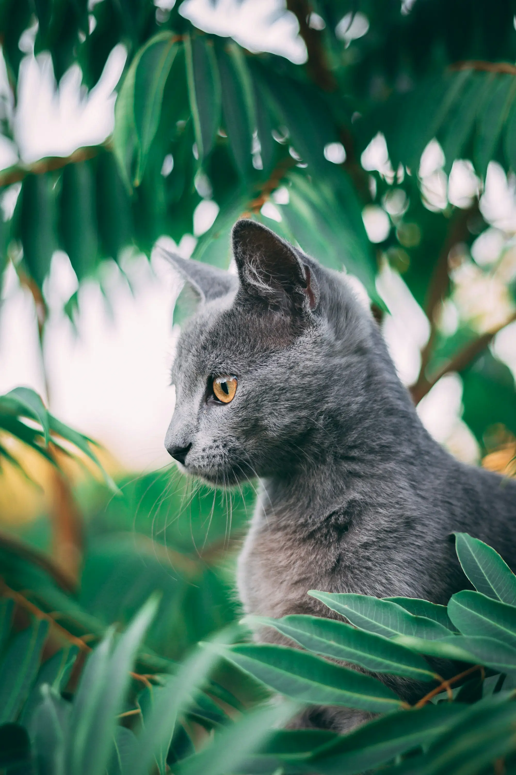 A gray cat peering through lush green leaves