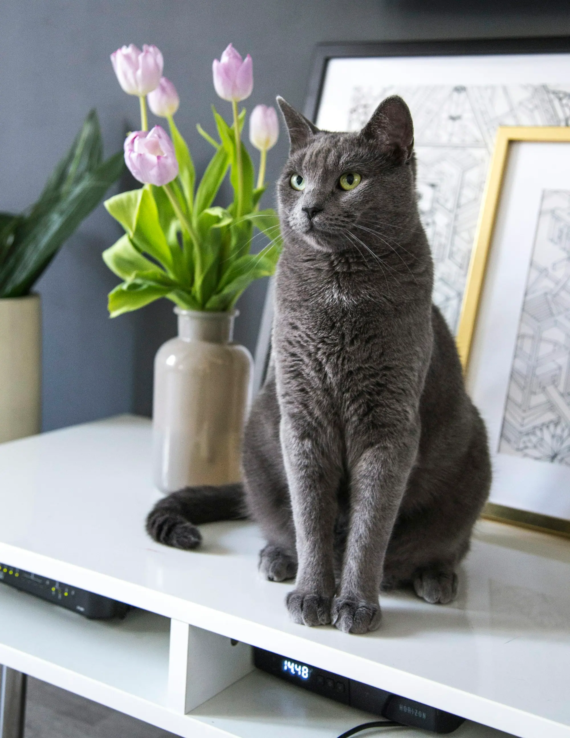 A gray cat sitting on a white shelf beside a vase of pink tulips