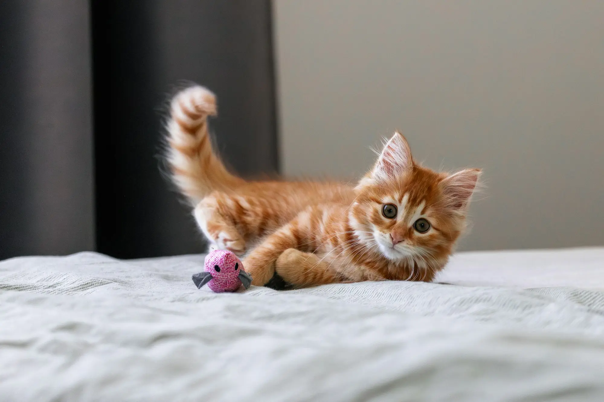 A fluffy orange tabby kitten crouched on a bed with a pink toy