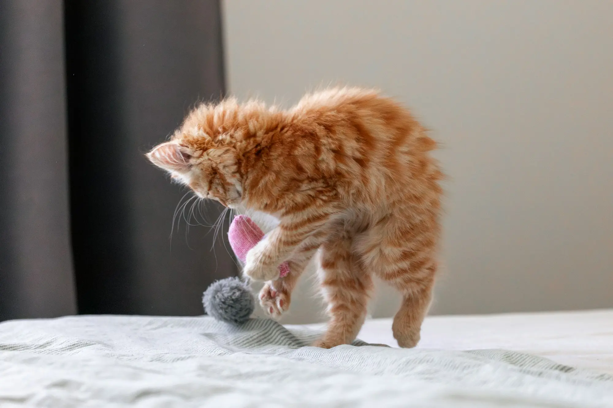 An orange tabby kitten batting at a toy mouse on a white bedspread