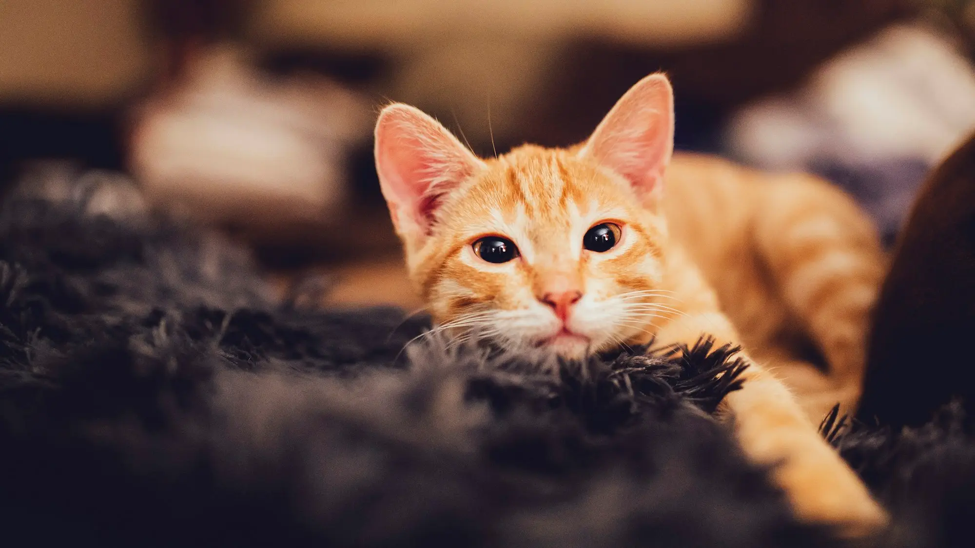 An orange tabby resting its chin on a dark blanket and gazing at the camera
