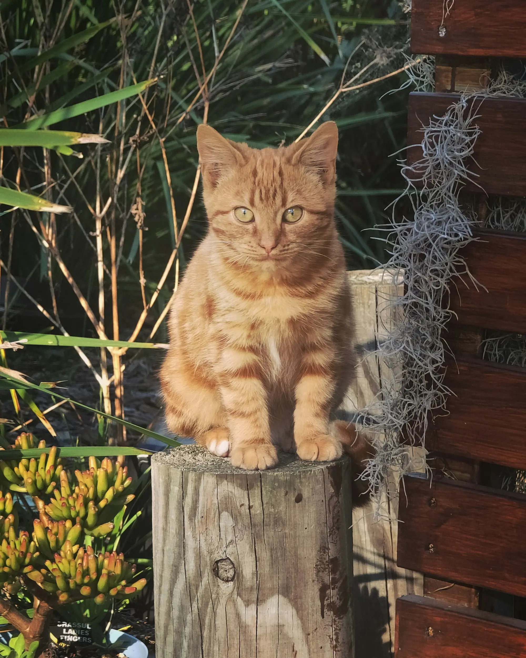 An orange tabby sitting on a wooden post in a leafy garden