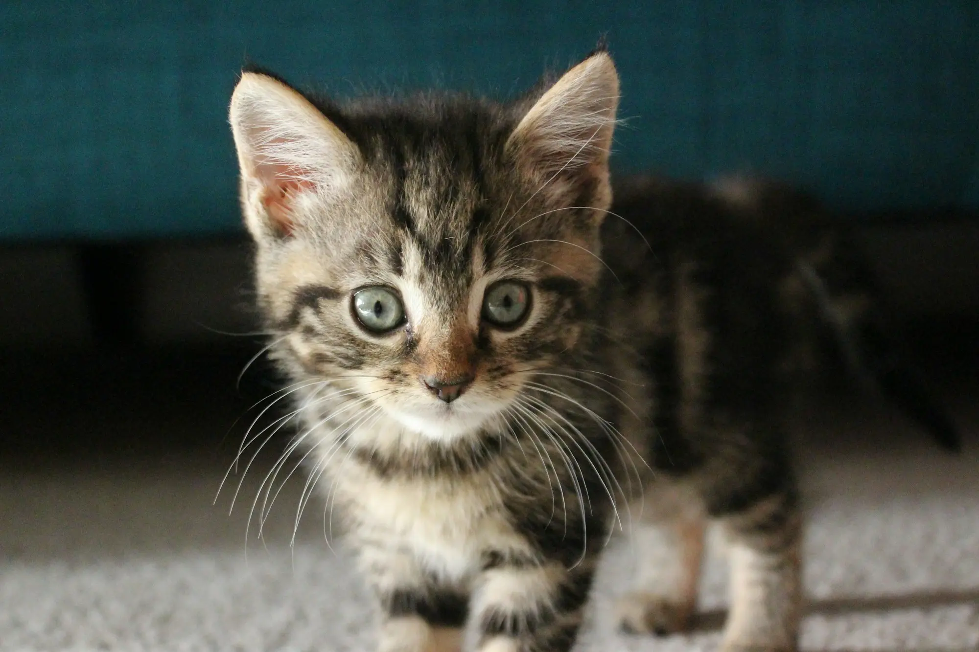 A small brown tabby kitten with wide green eyes looking straight at the camera