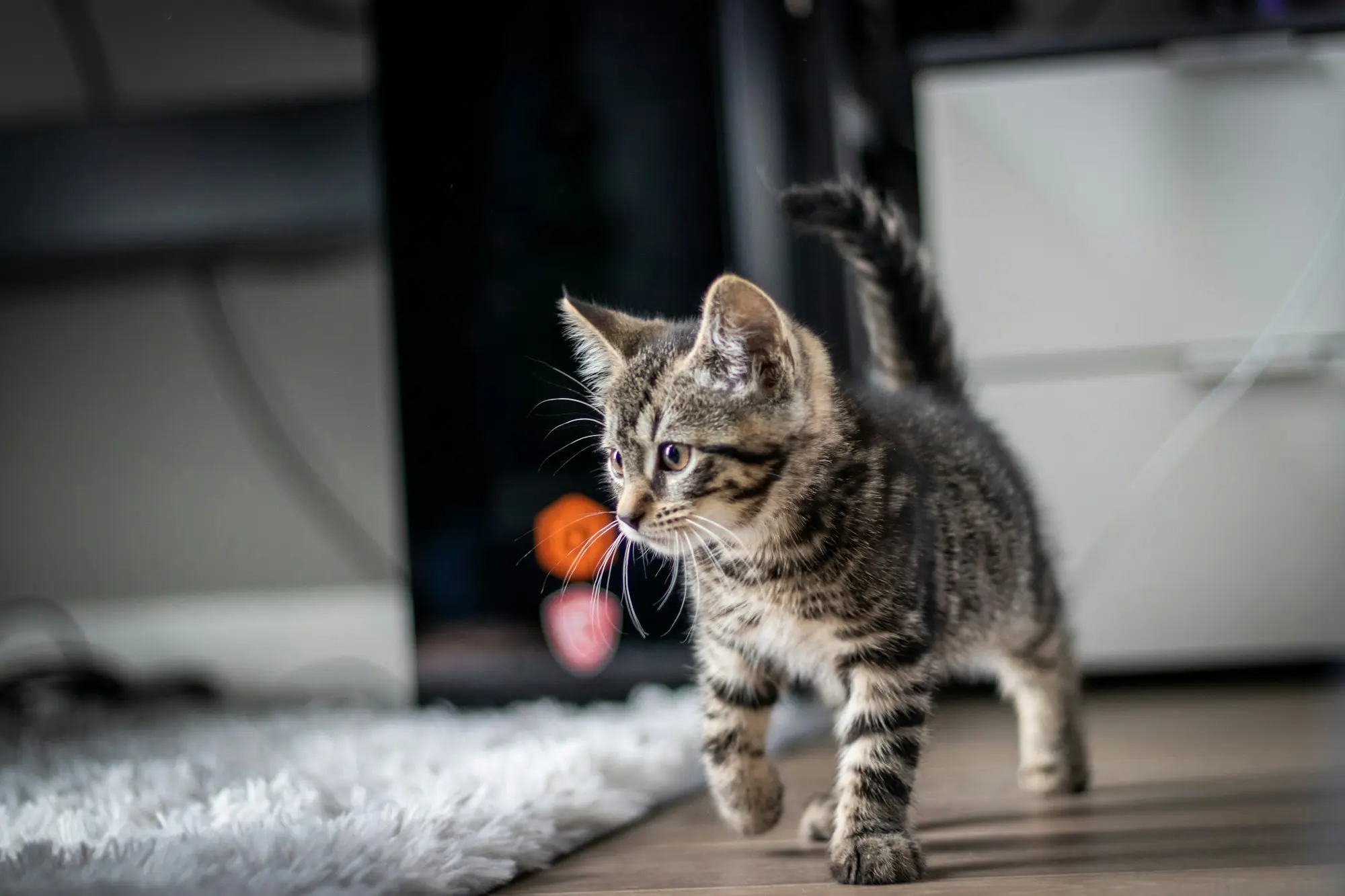 A tabby kitten trotting across a fluffy rug past a toy