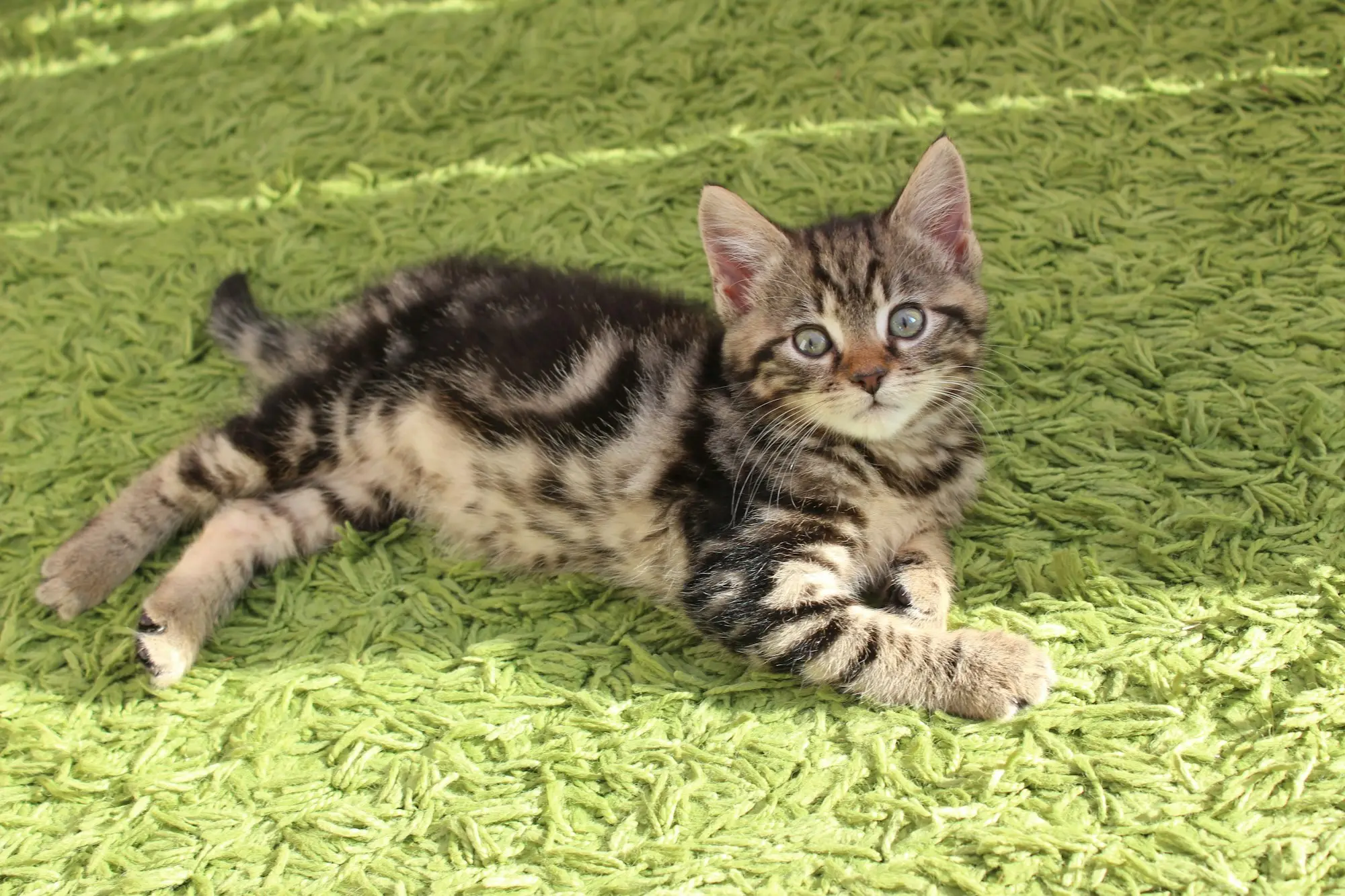 A tabby kitten stretched out on a bright green rug