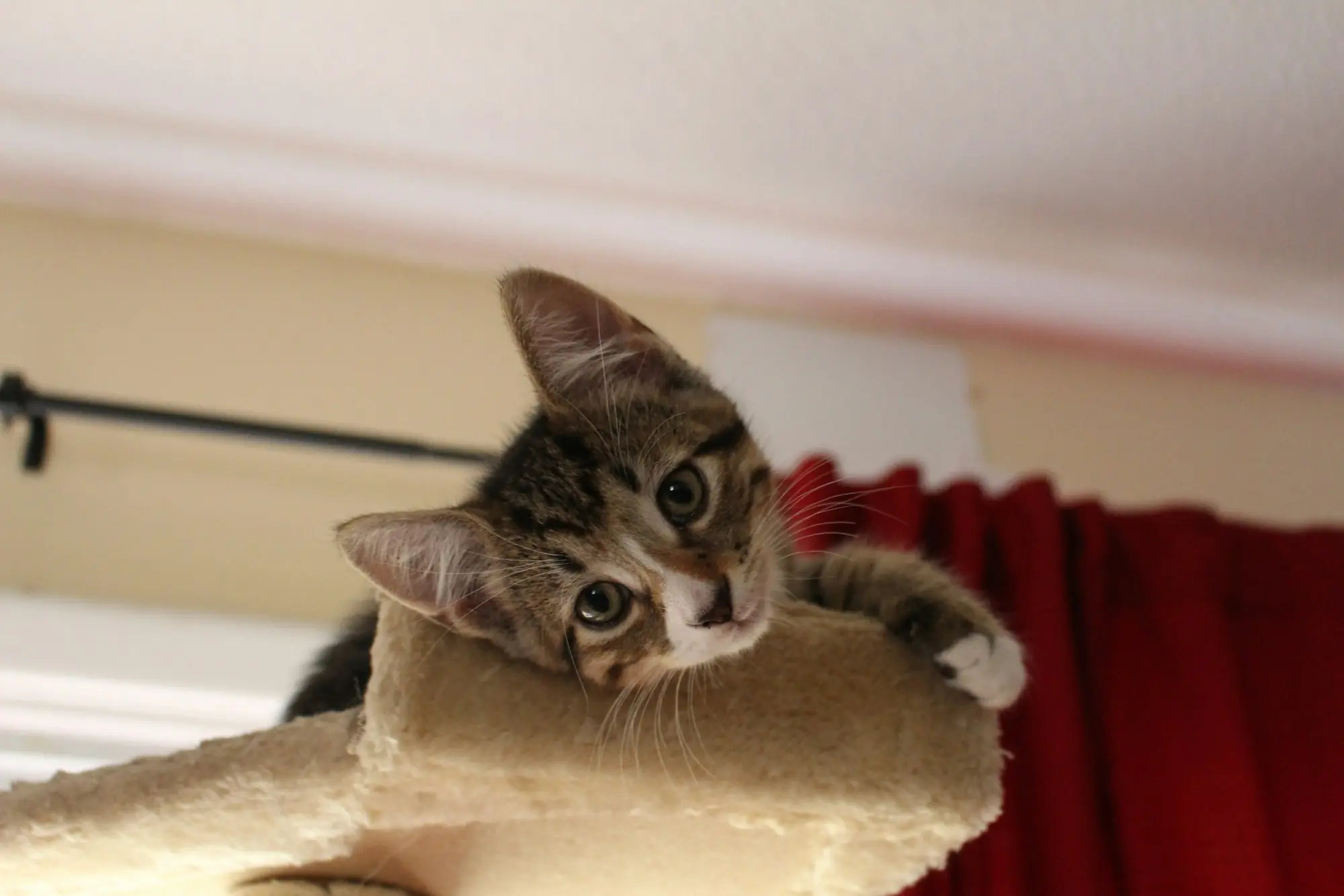 A tabby kitten peeking over the edge of a cat tree platform