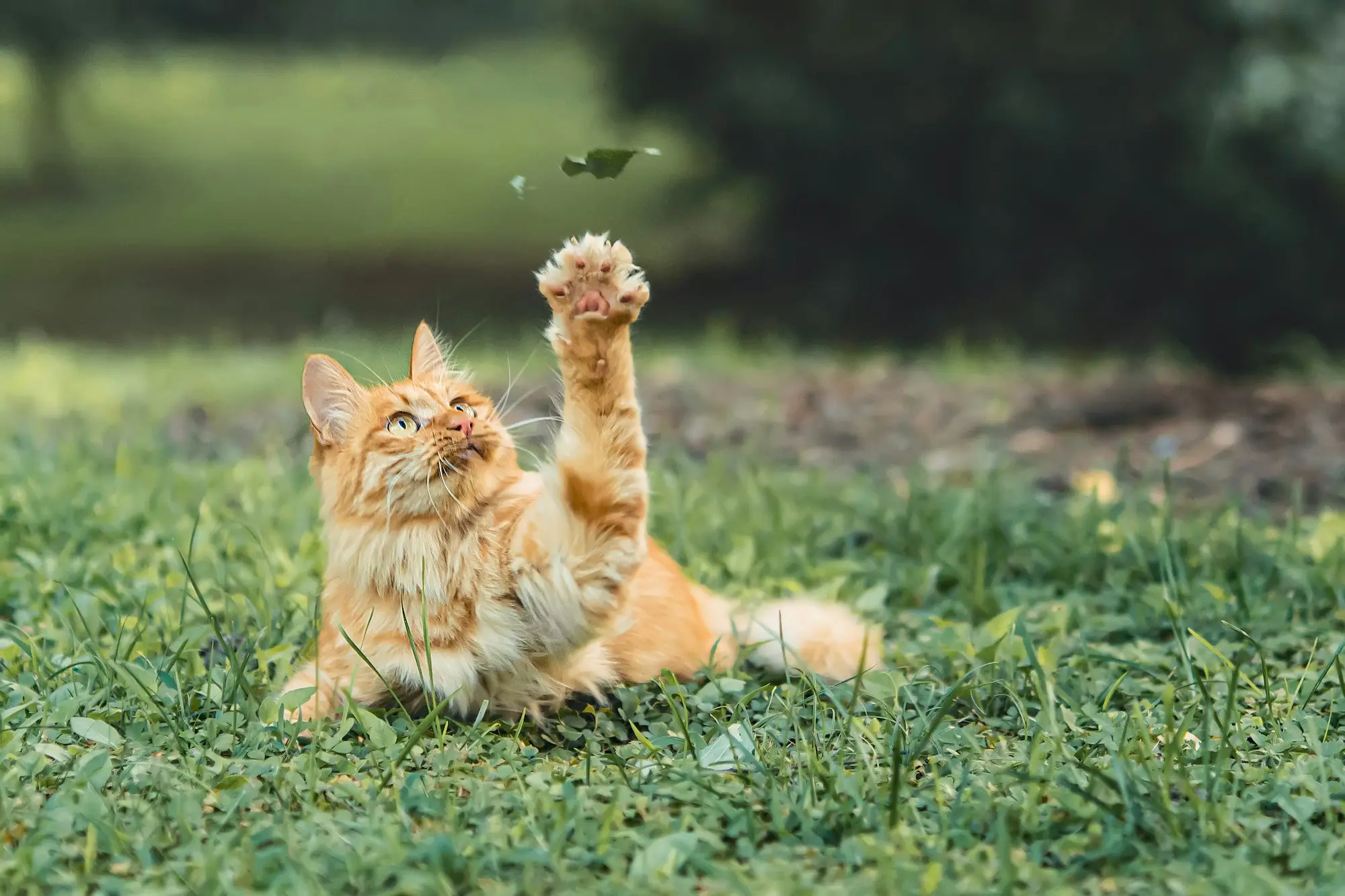 An orange tabby cat batting at a leaf in the grass