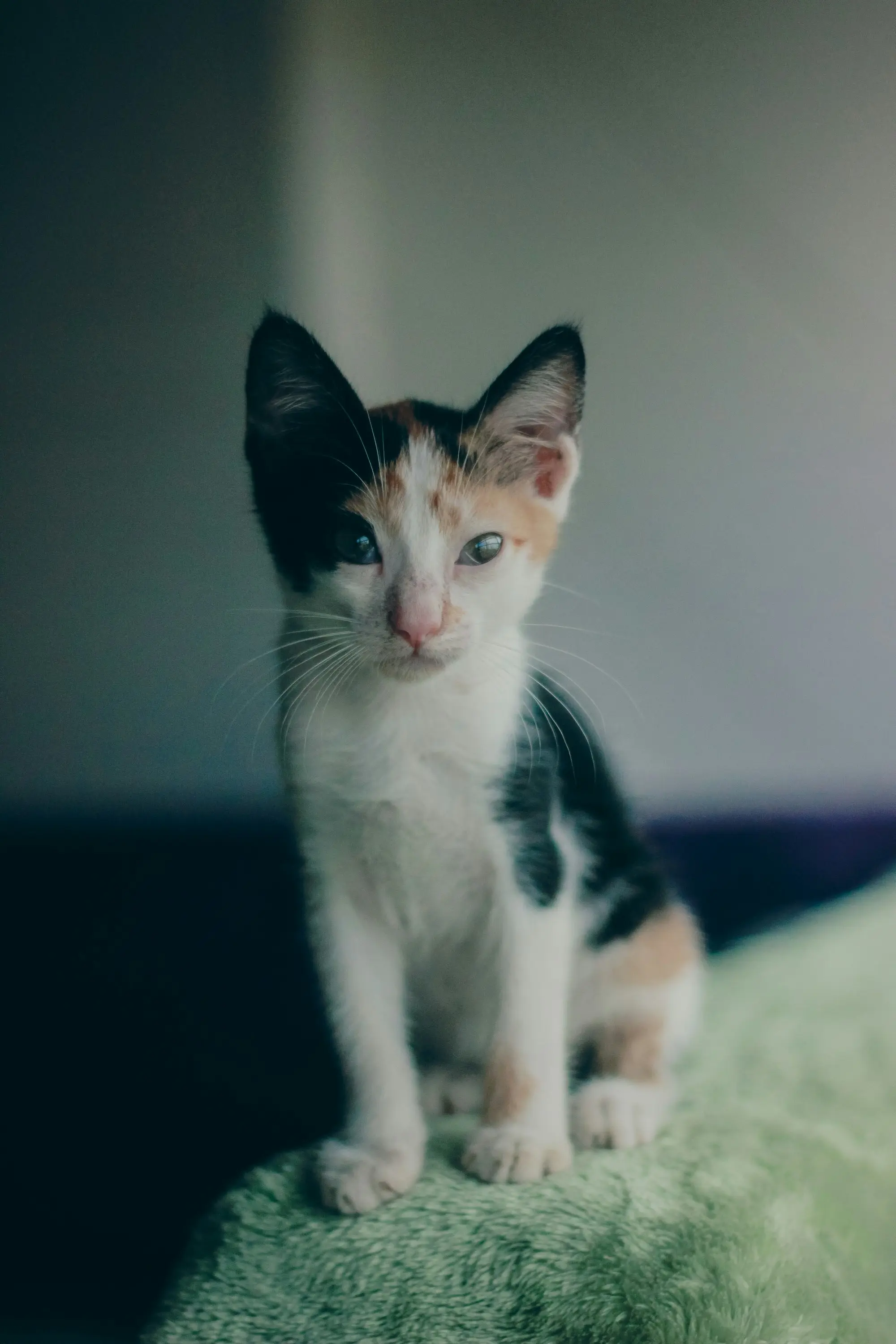 A small calico kitten with black, white and ginger patches sitting on a green blanket