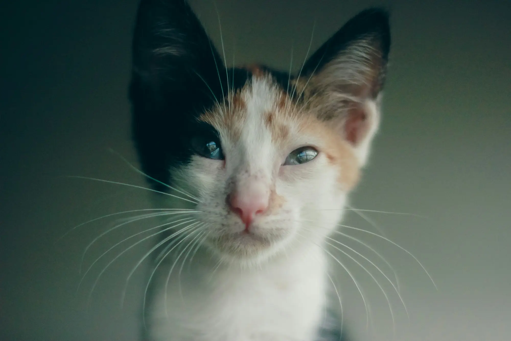 A close-up of a calico kitten's face with soft blue-grey eyes