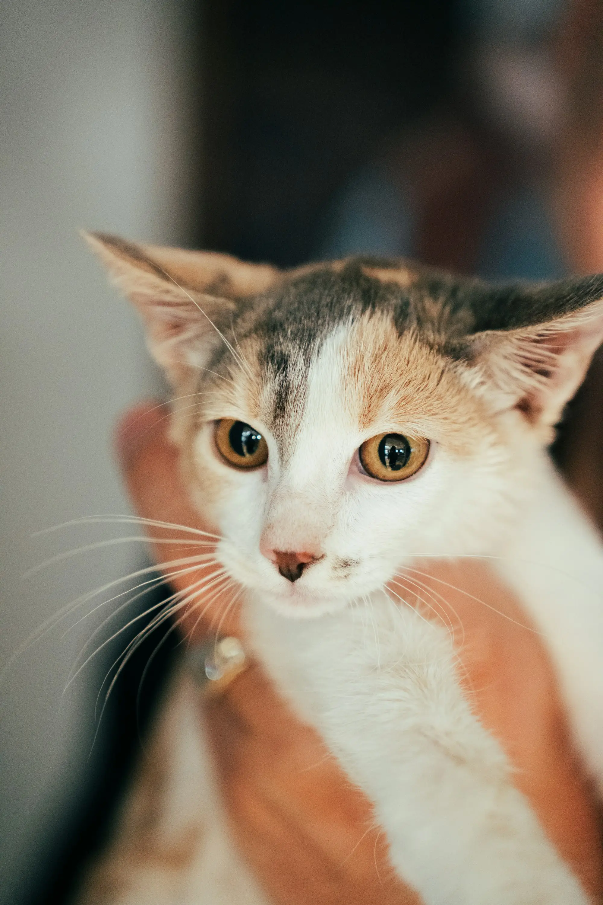 A calico kitten with wide amber eyes being held gently in someone's arms