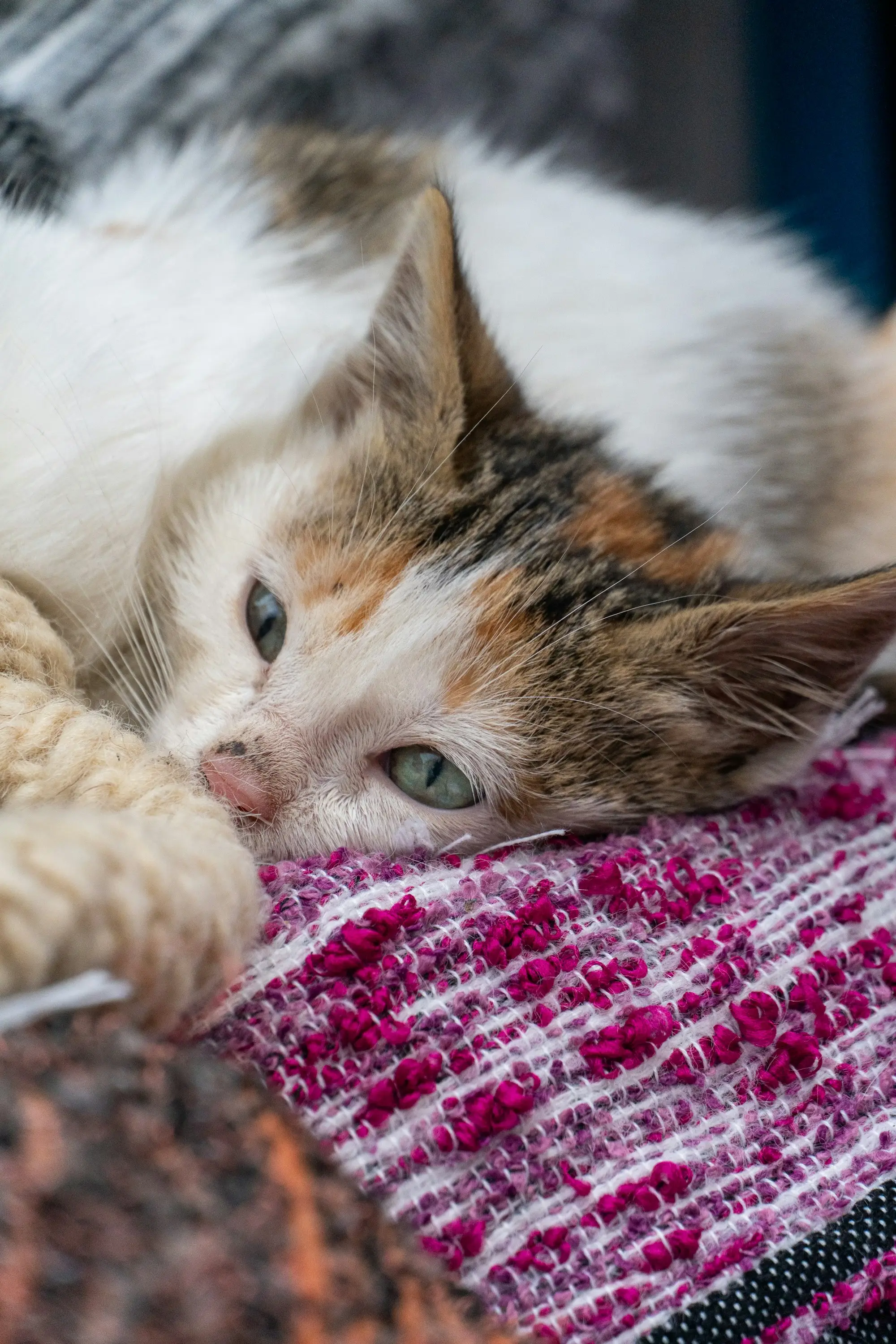 A calico kitten resting its head on a colorful knitted blanket