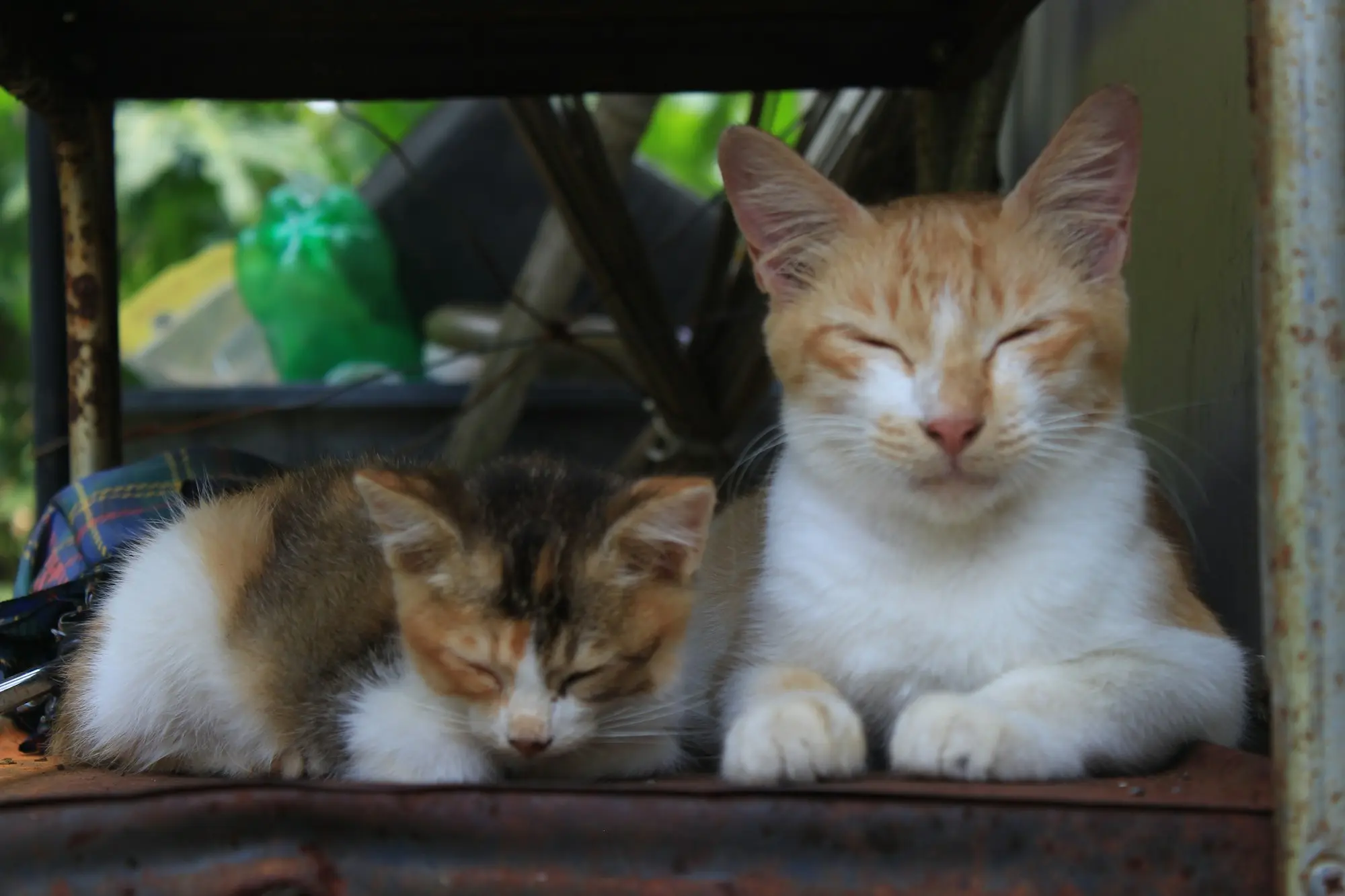 Two kittens dozing side by side