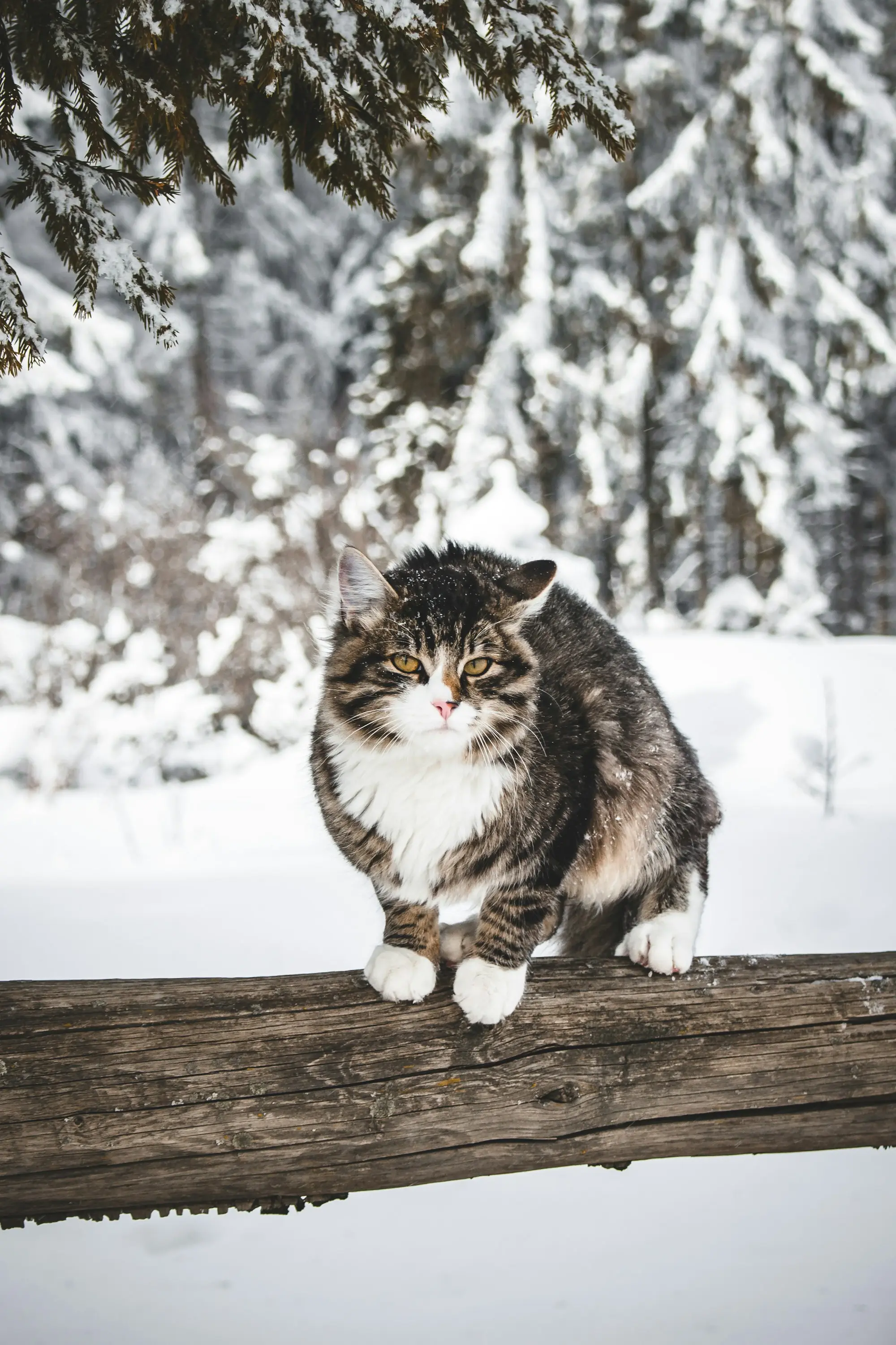 A tabby cat perched on a fallen log in a snowy forest