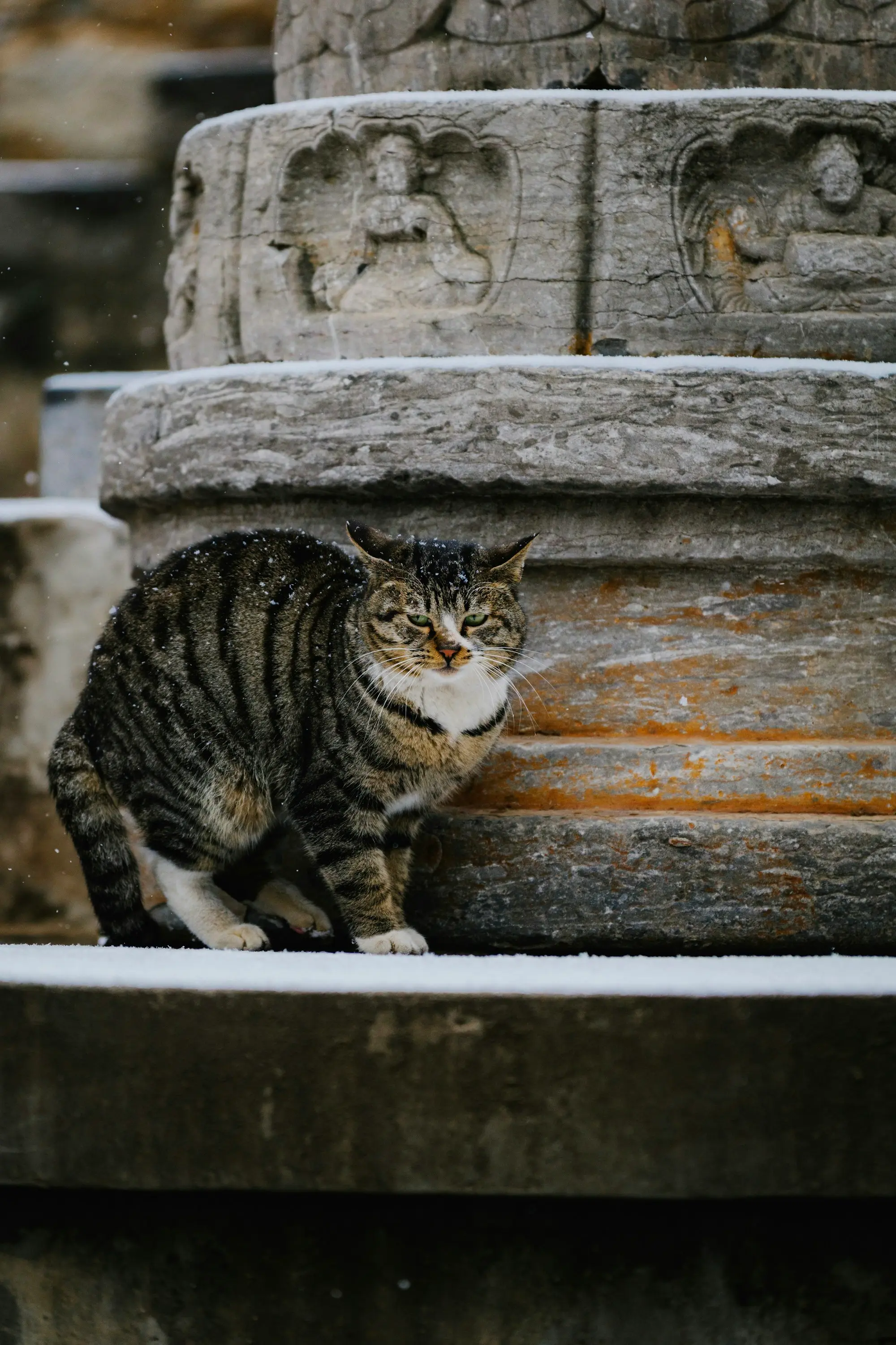 A tabby cat crouched in the snow beside an old stone structure