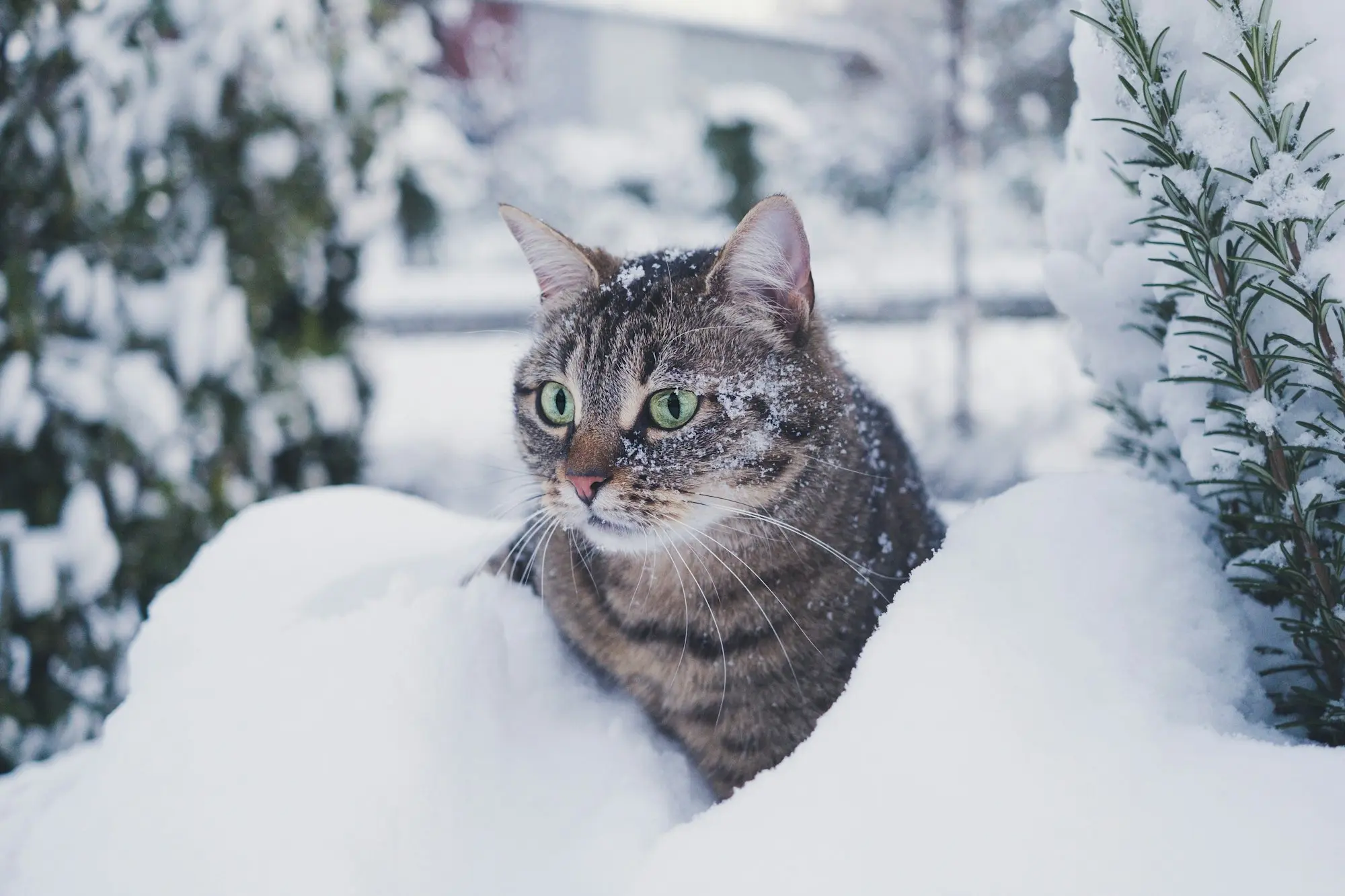 A tabby cat crouched in deep snow, looking toward the camera