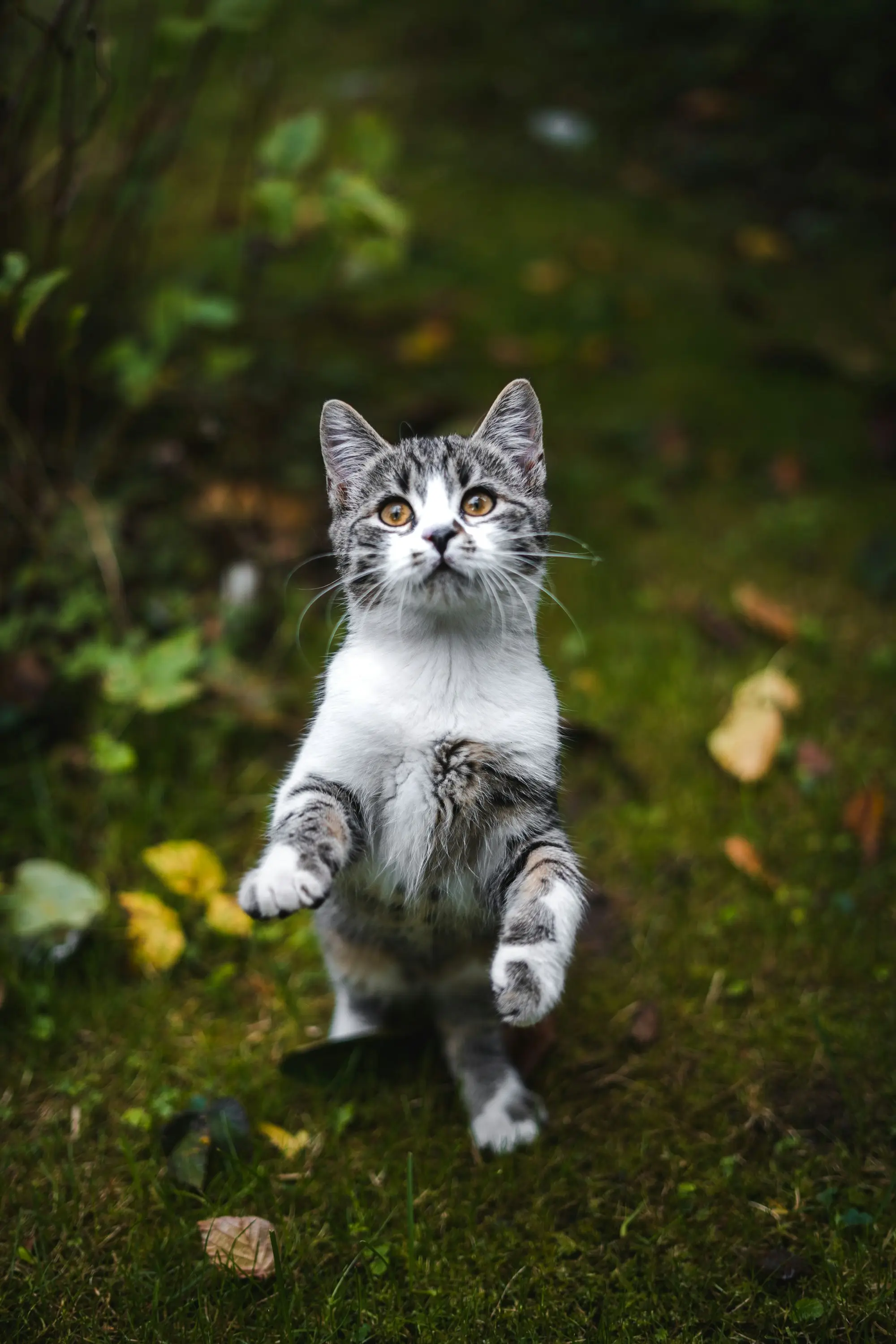 A gray-and-white kitten standing up on its back legs in the grass