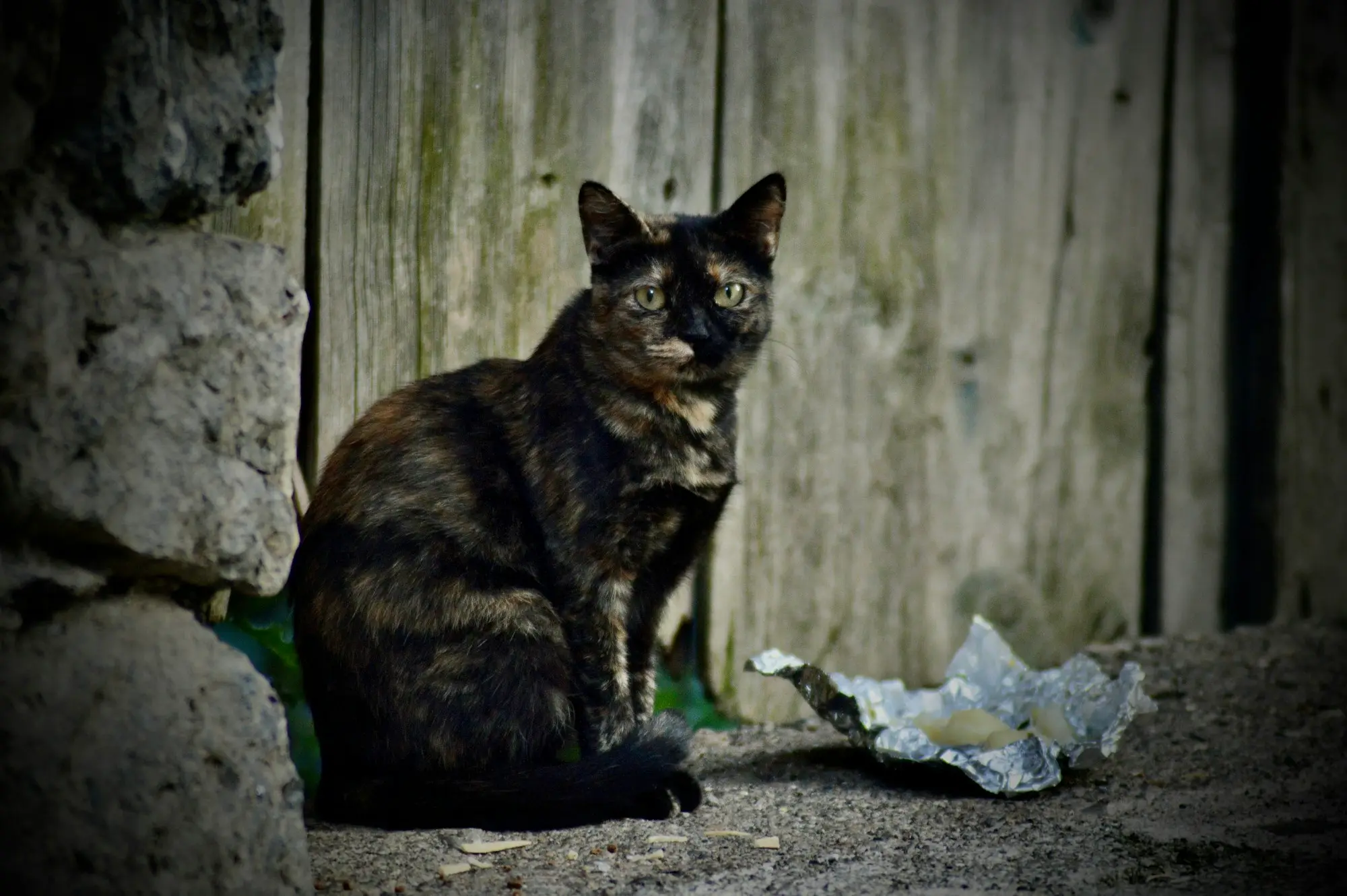 A tortoiseshell cat sitting by a weathered wooden fence