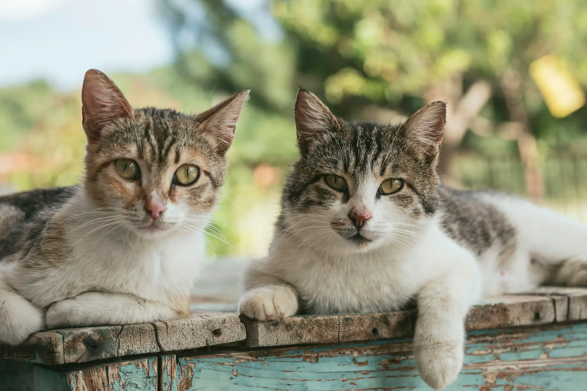 Two tabby-and-white cats resting their paws on a wooden board and looking at the camera