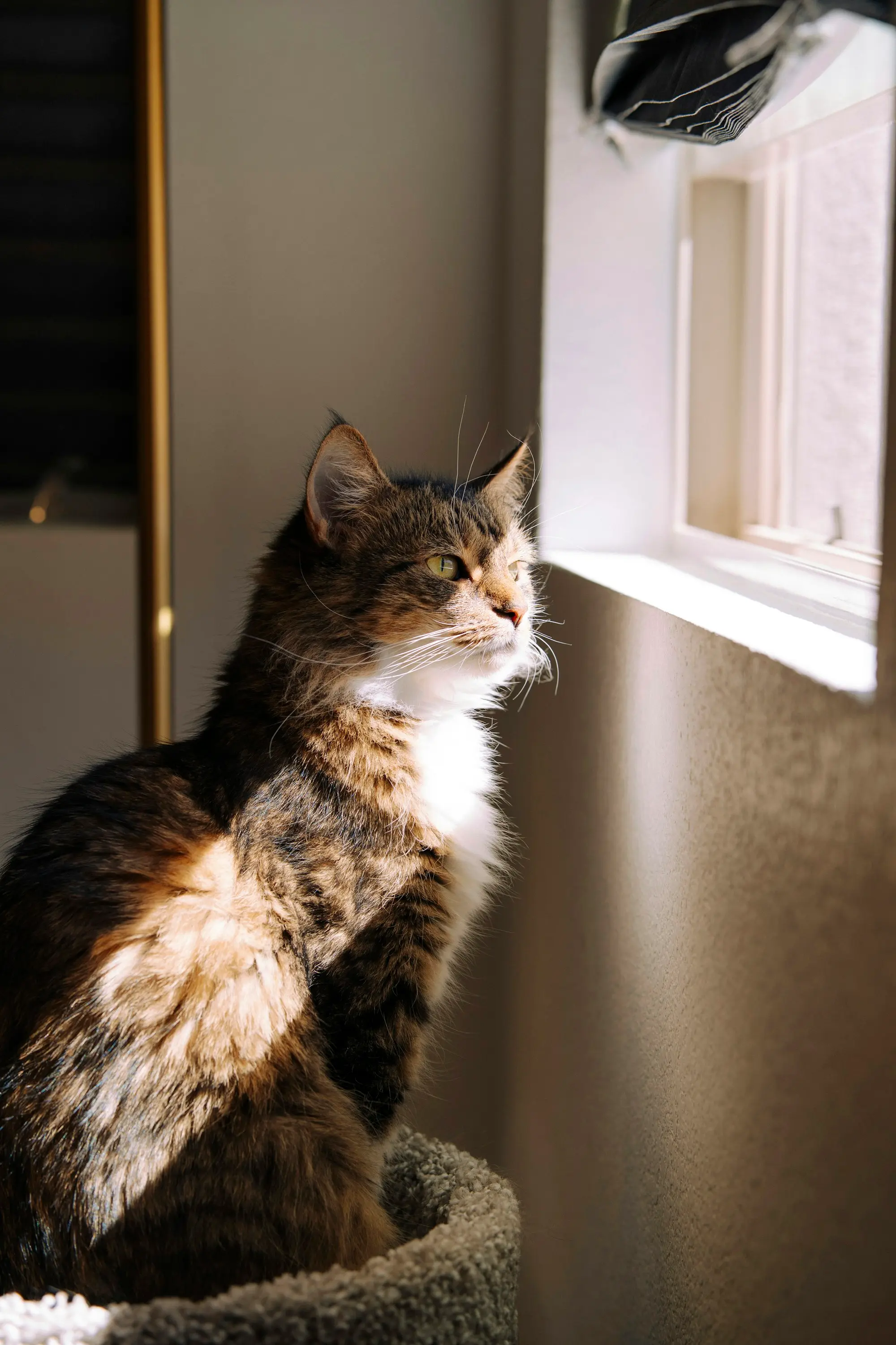 A fluffy tabby-and-white cat sitting in the sunlight by a window